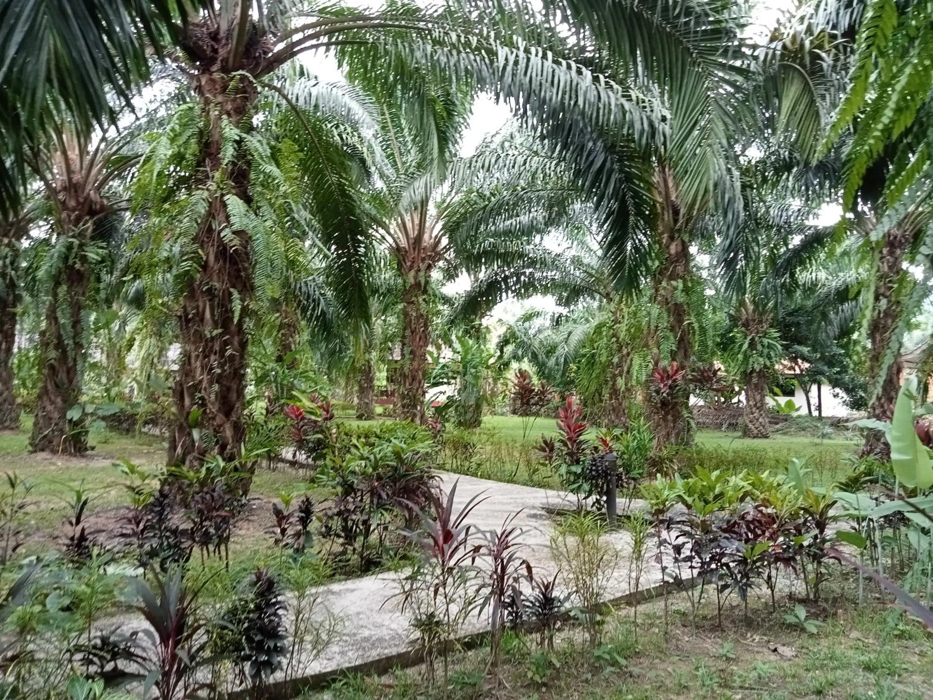 Khao Sok Palm Garden Resort