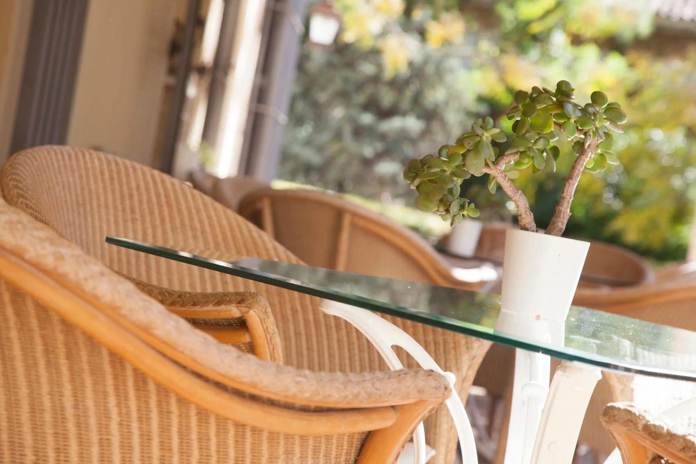 Garden in Villa Jerez