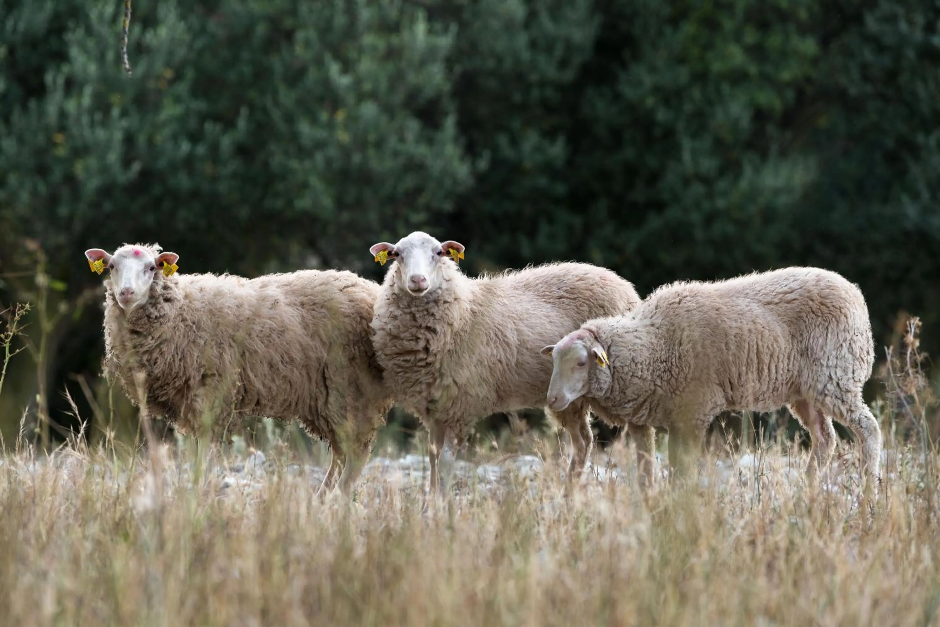 Natural landscape in Monnàber Vell