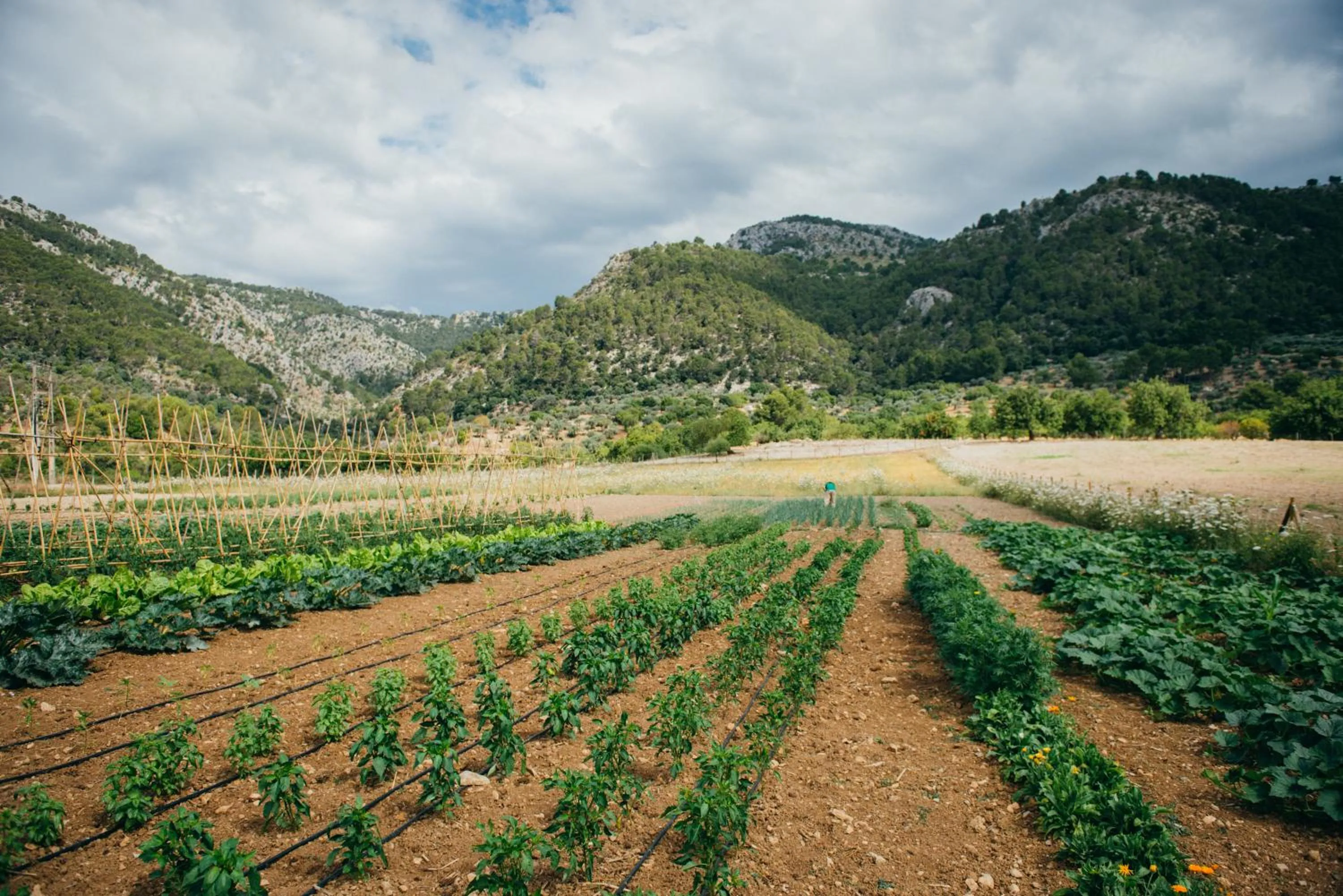 Natural landscape in Monnàber Vell