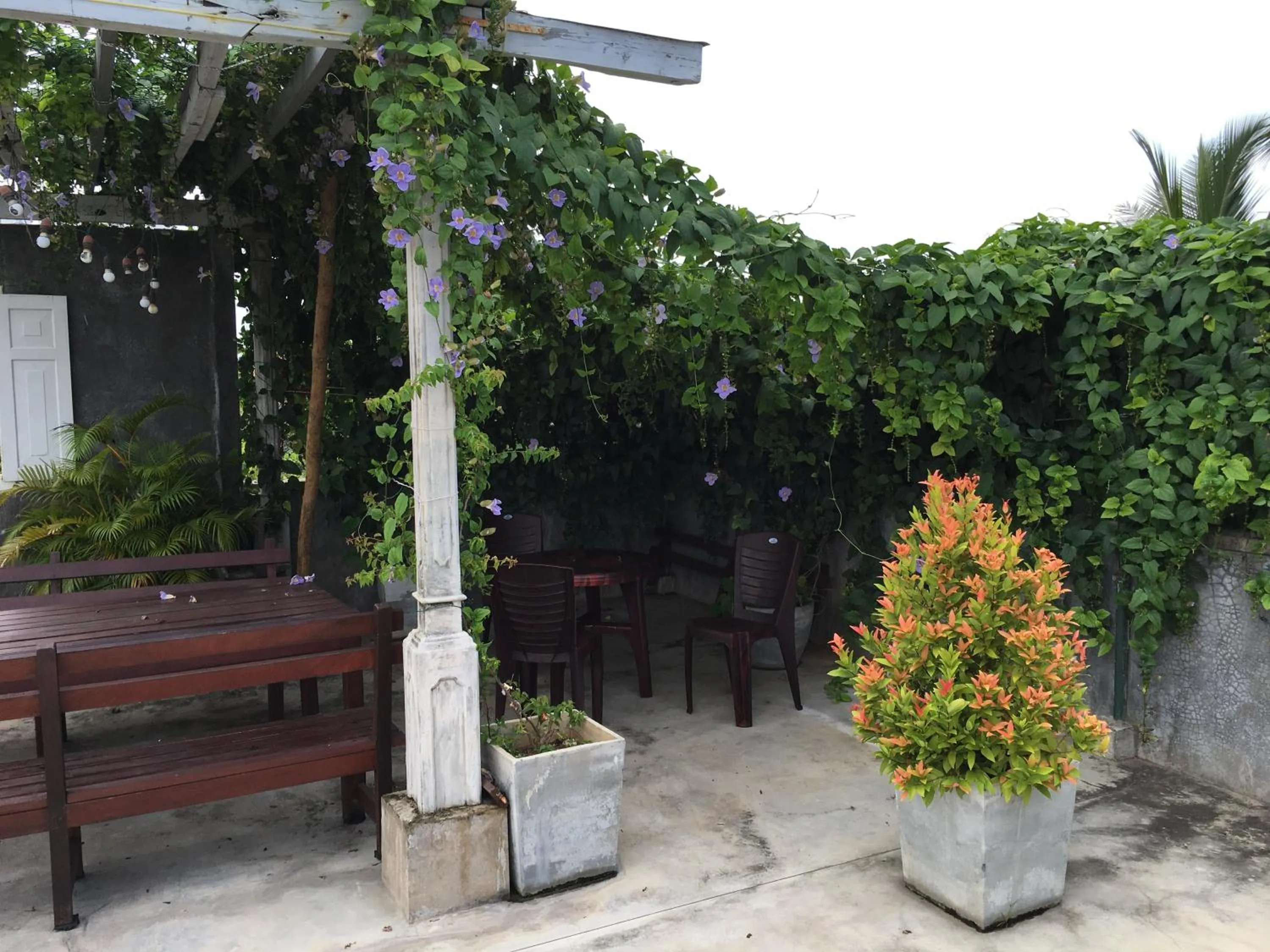 Garden in Colombo Beach Hostel