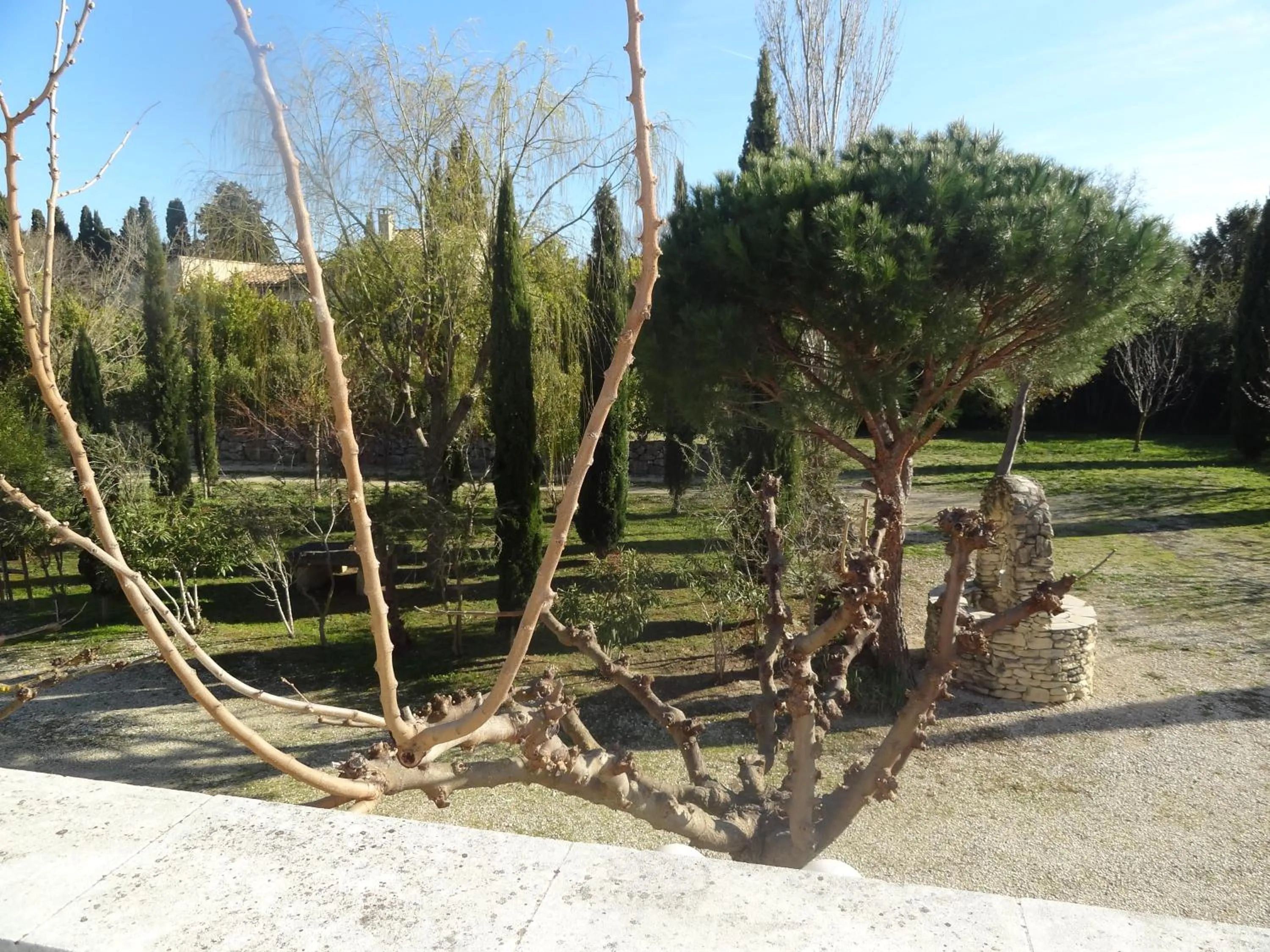Garden in Locations des Alpilles