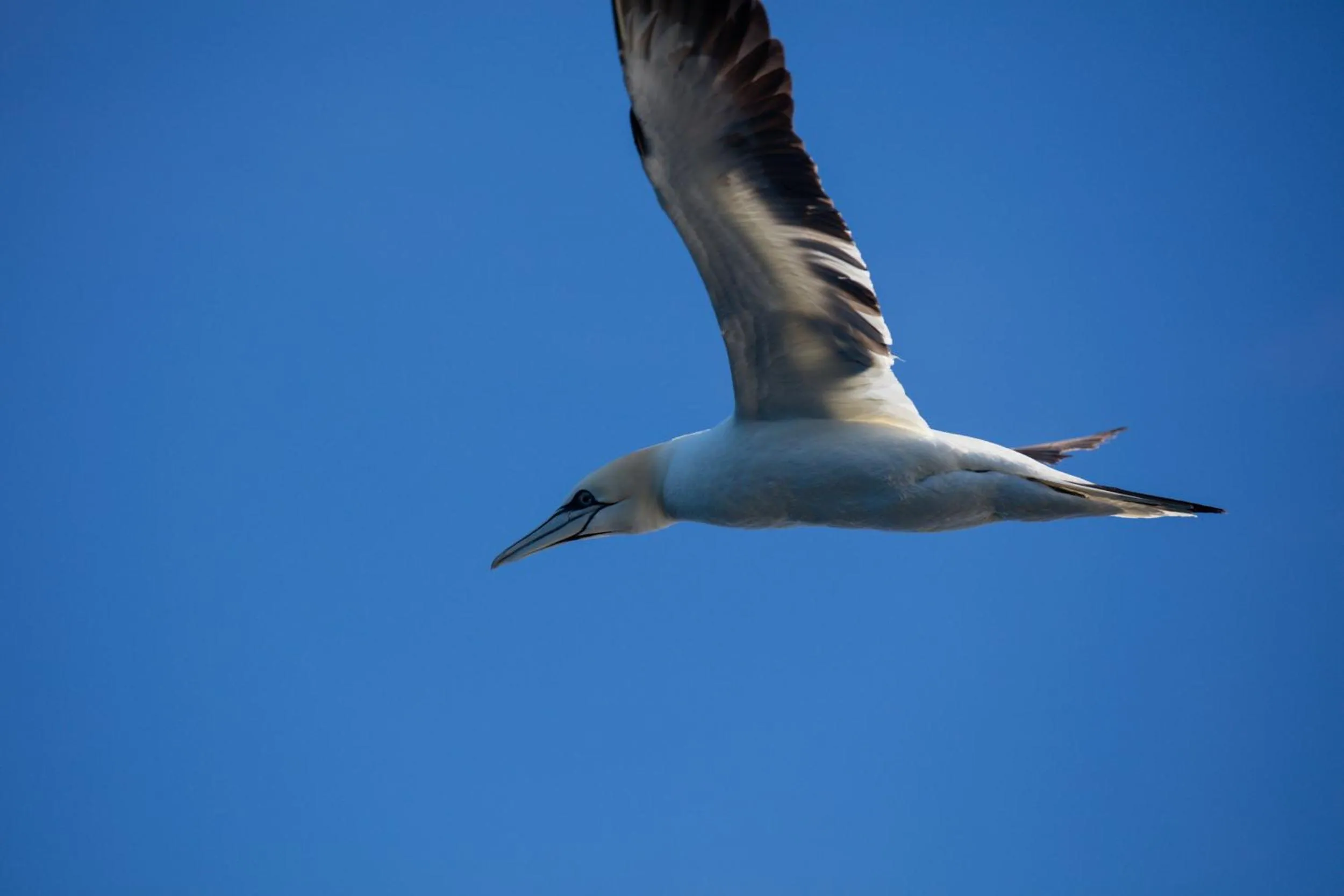 Activities in The Tide - Rorbuer