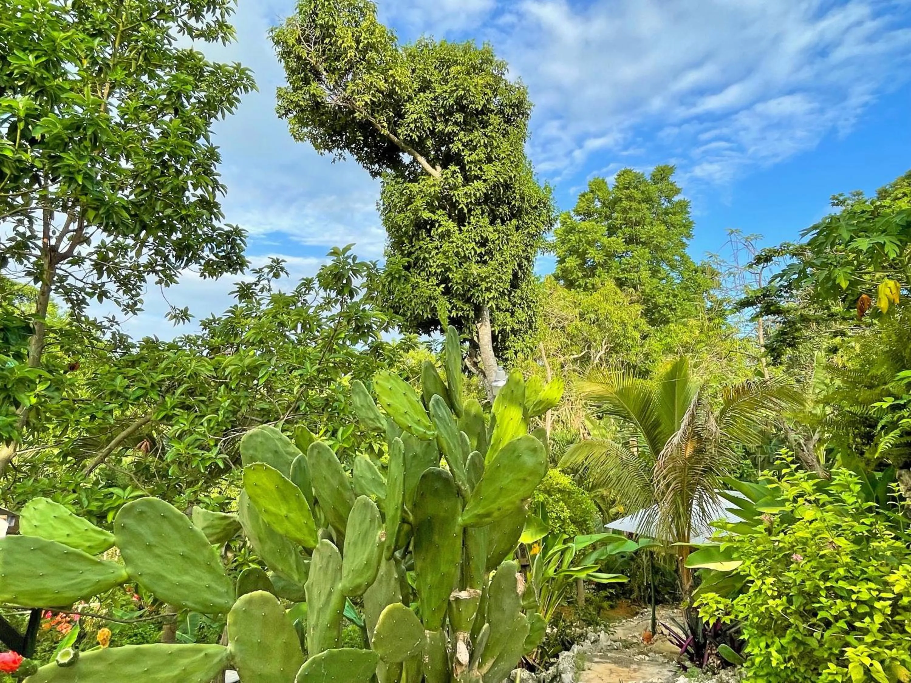 Natural landscape in Judy House Cottages and Rooms