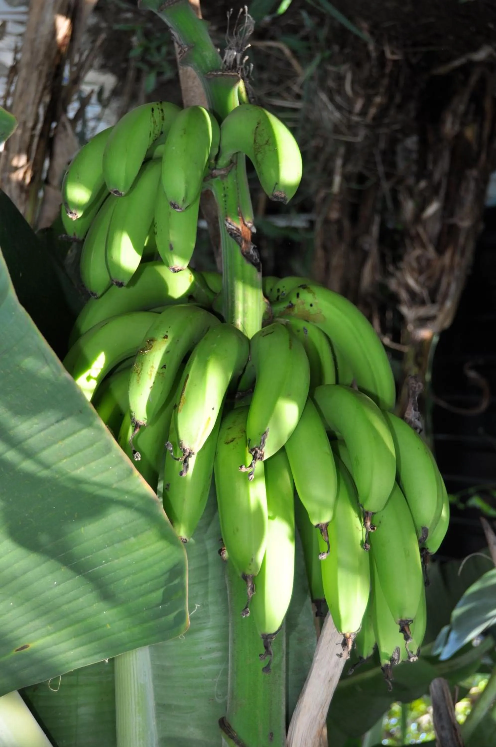 Judy House Cottages and Rooms