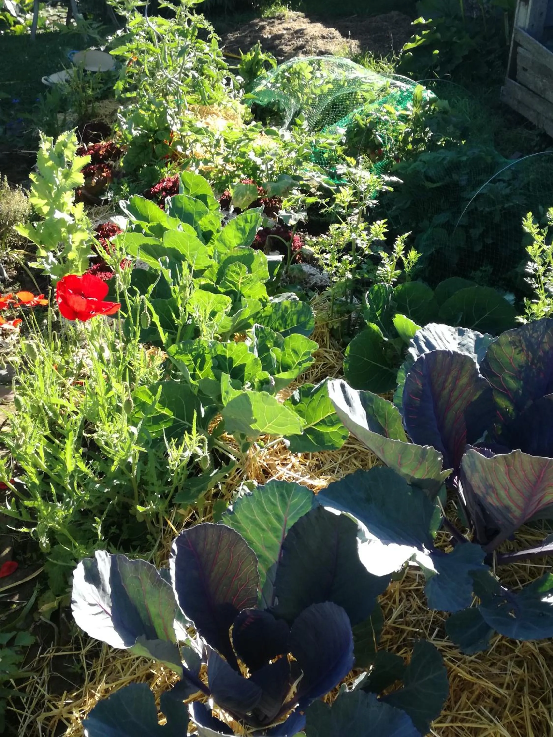Garden in Chambre d'hôtes - Le jardin des Patissons