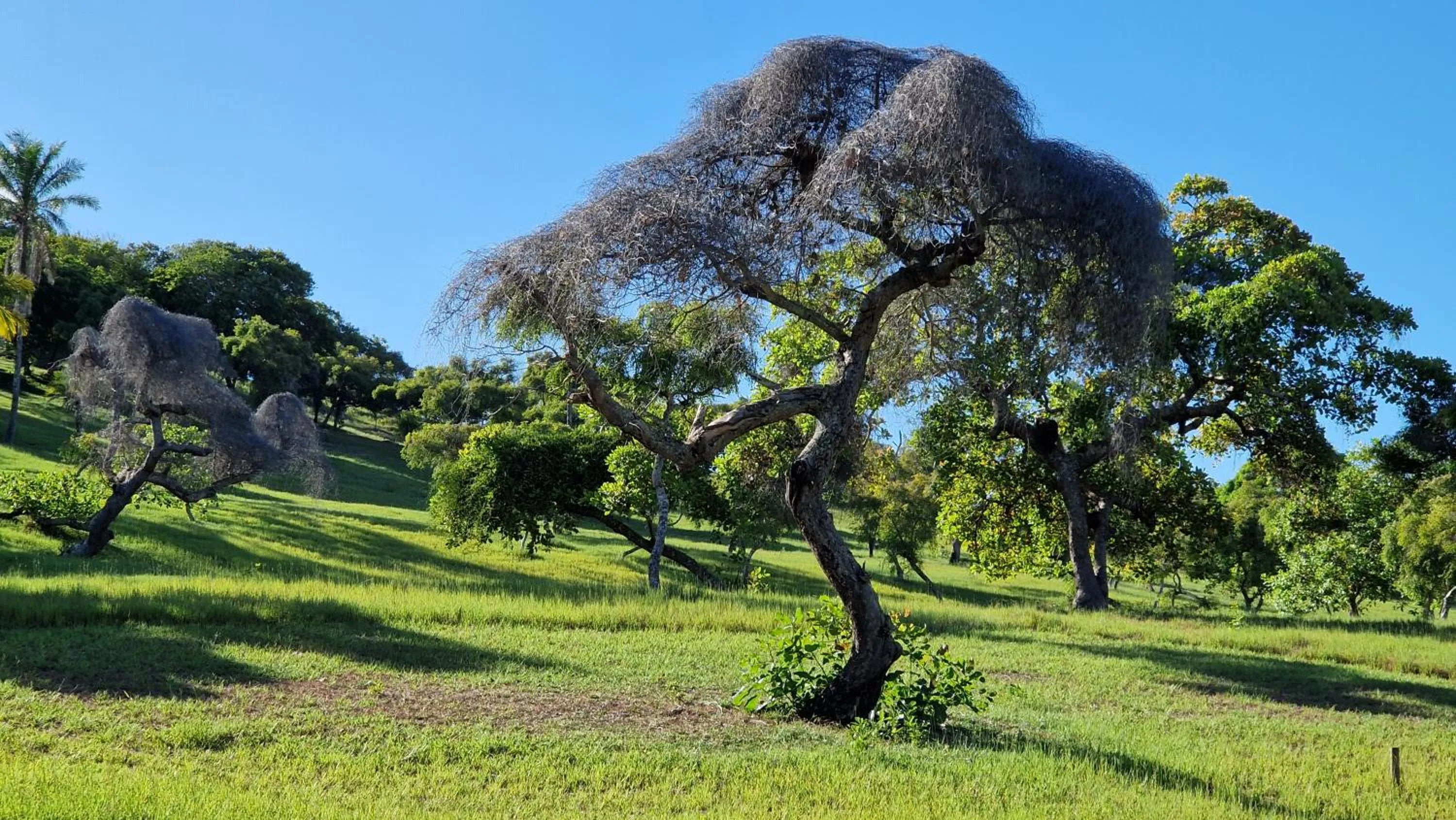 Natural landscape in Pousada Casa da Edinha