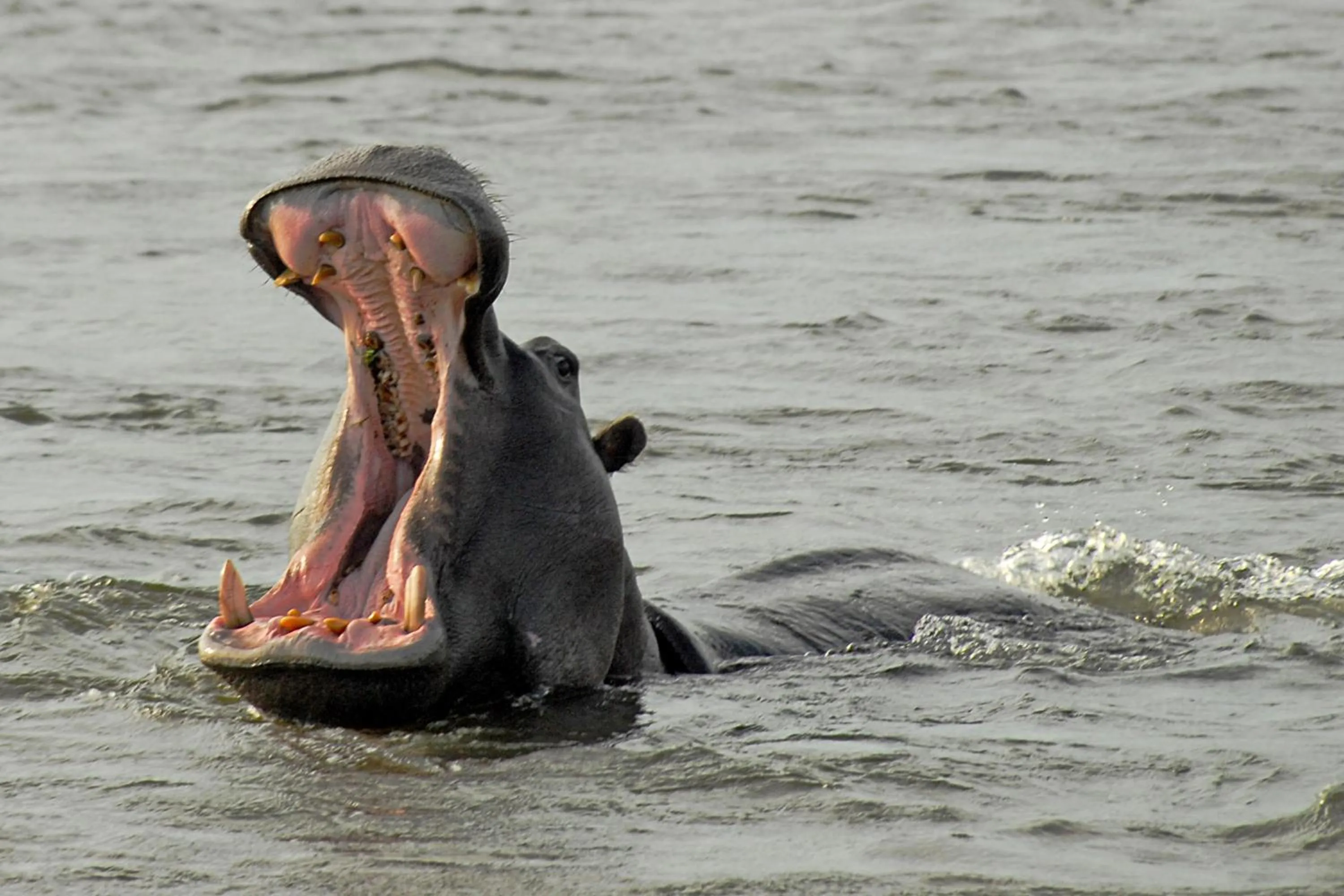 Other in Divava Okavango