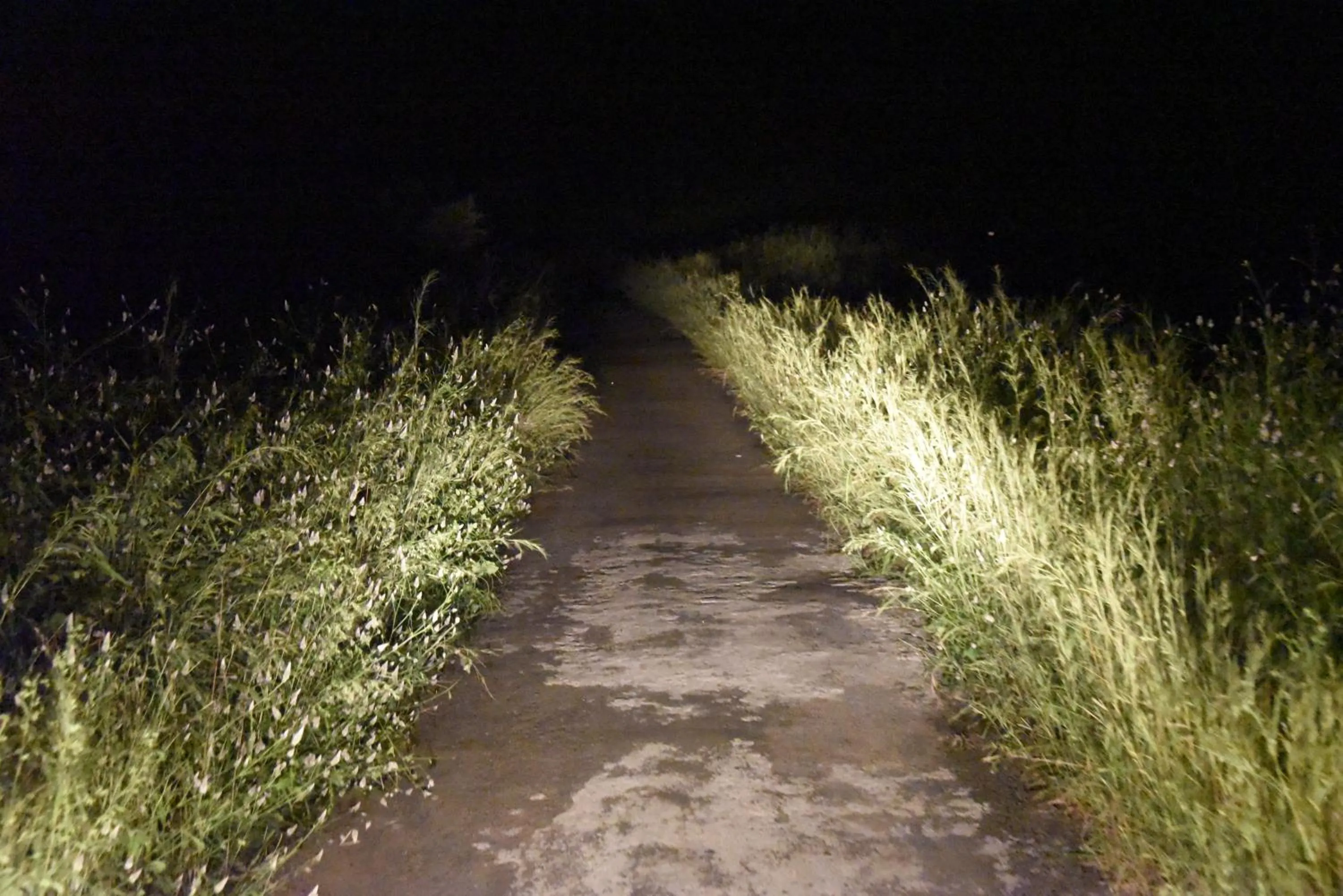 Other in Wild Camp- The Nature Resort