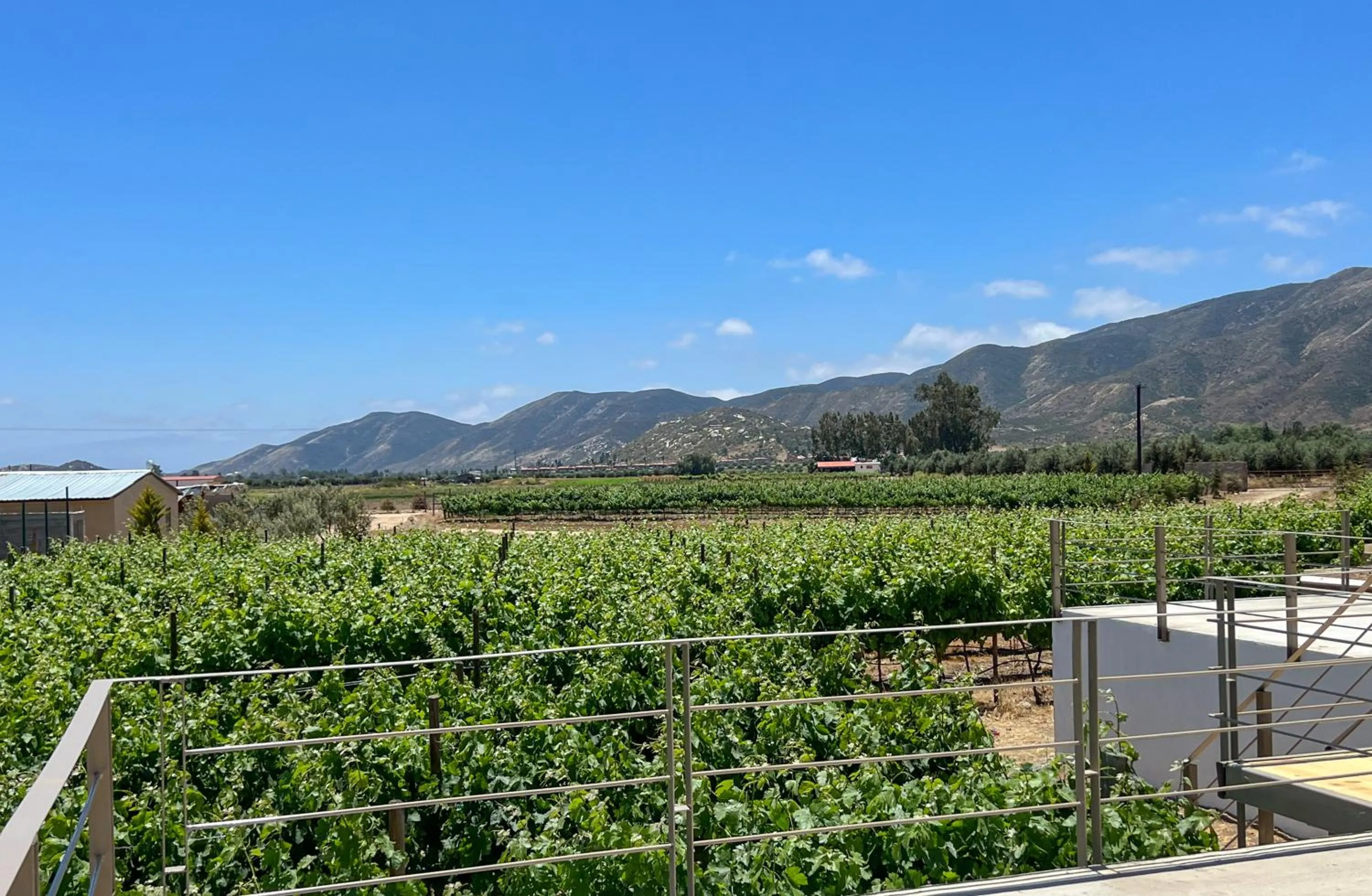 Viñedo Casa la Noria