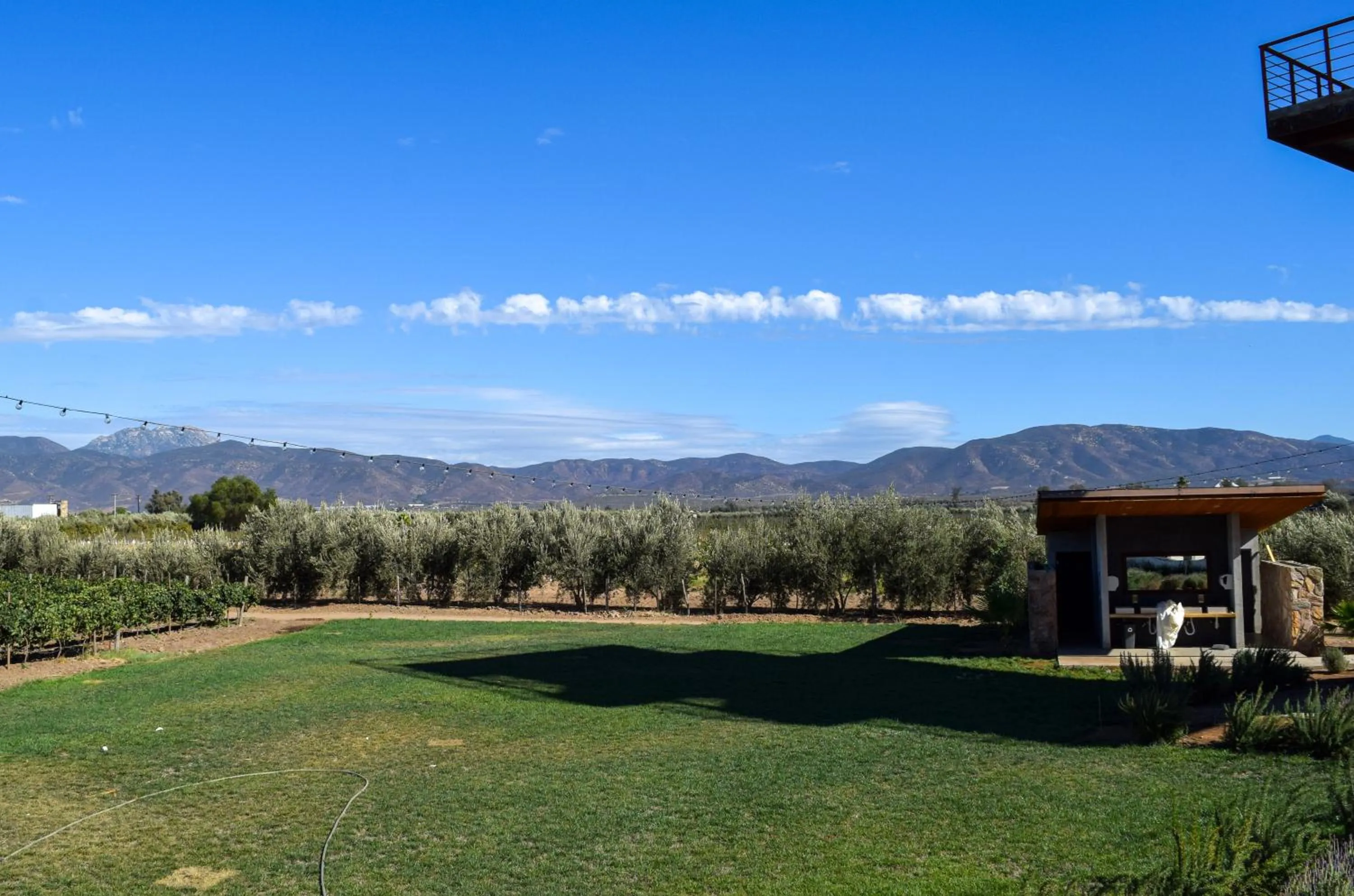 Viñedo Casa la Noria