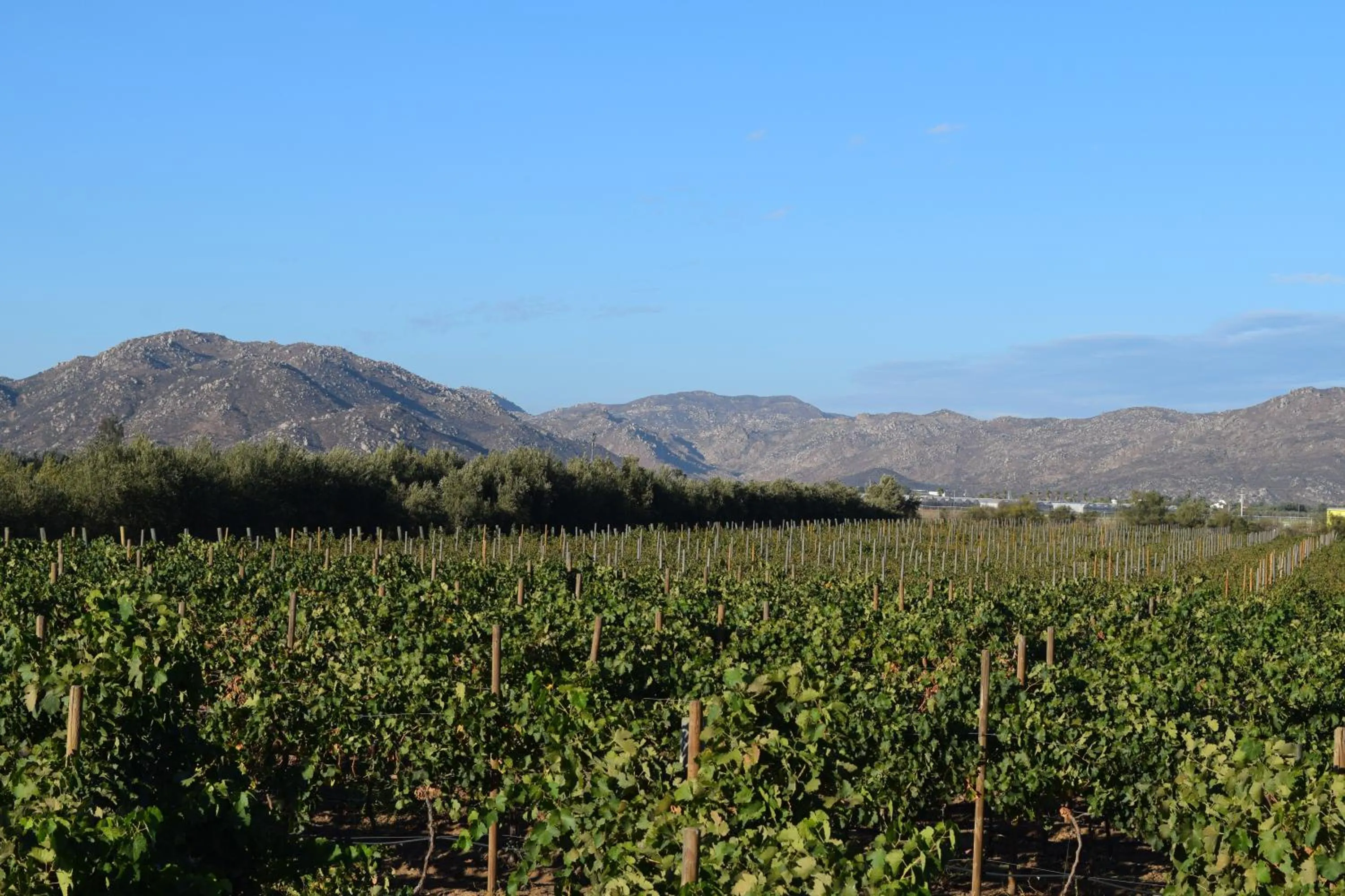 Viñedo Casa la Noria