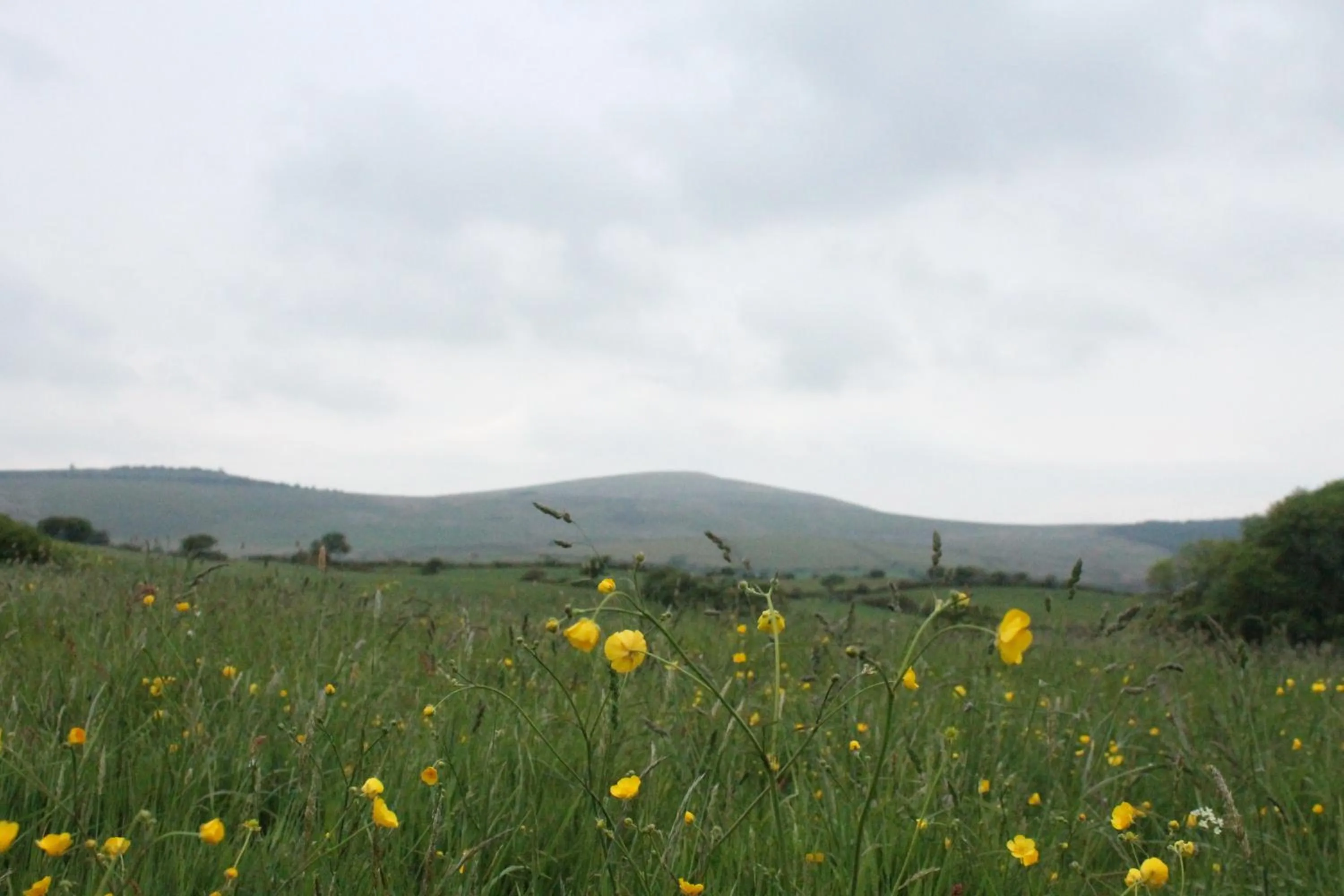 Natural landscape in Brynhaul Bed and Breakfast