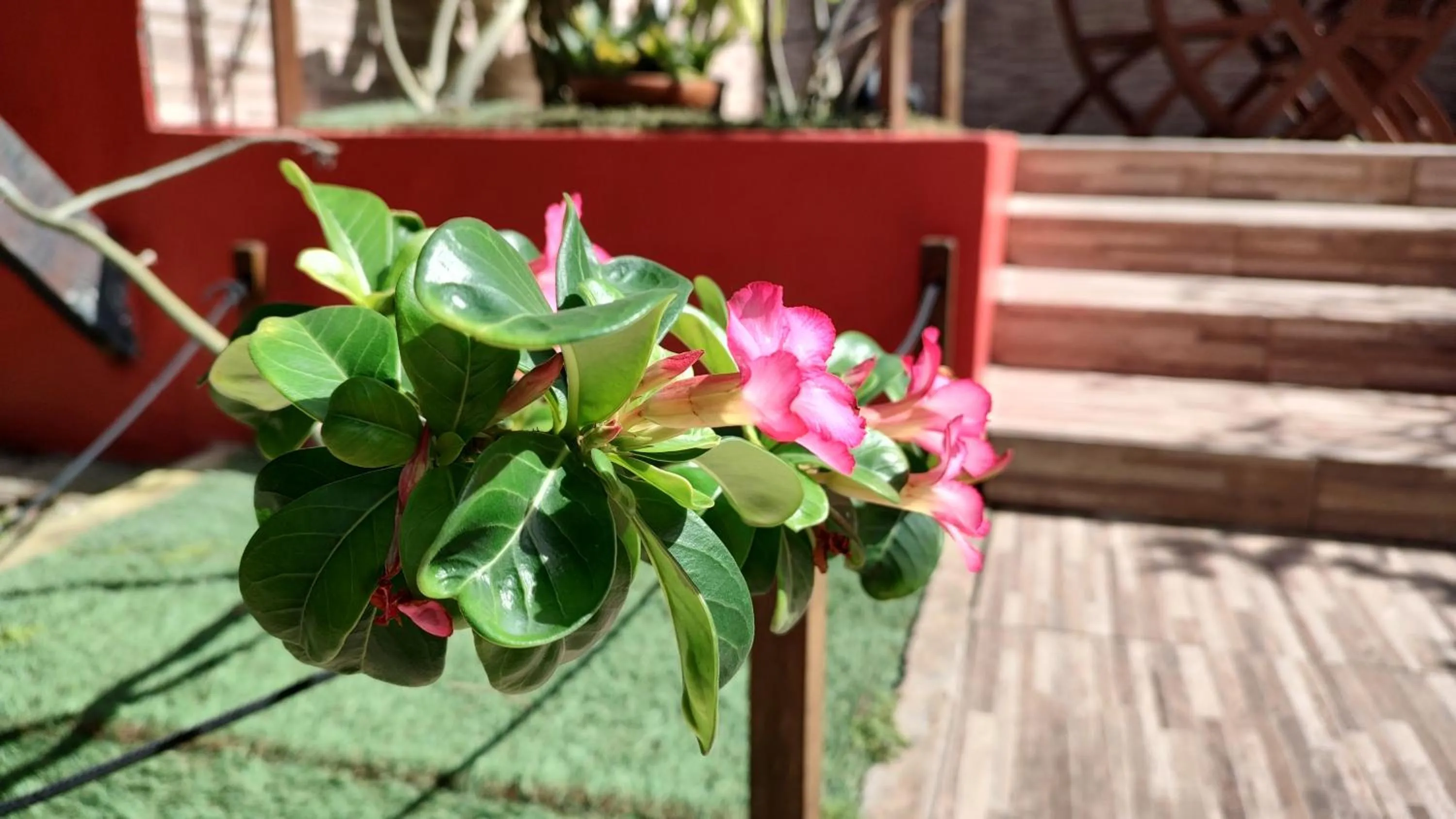 Garden in Hotel Pousada Bossa Nova