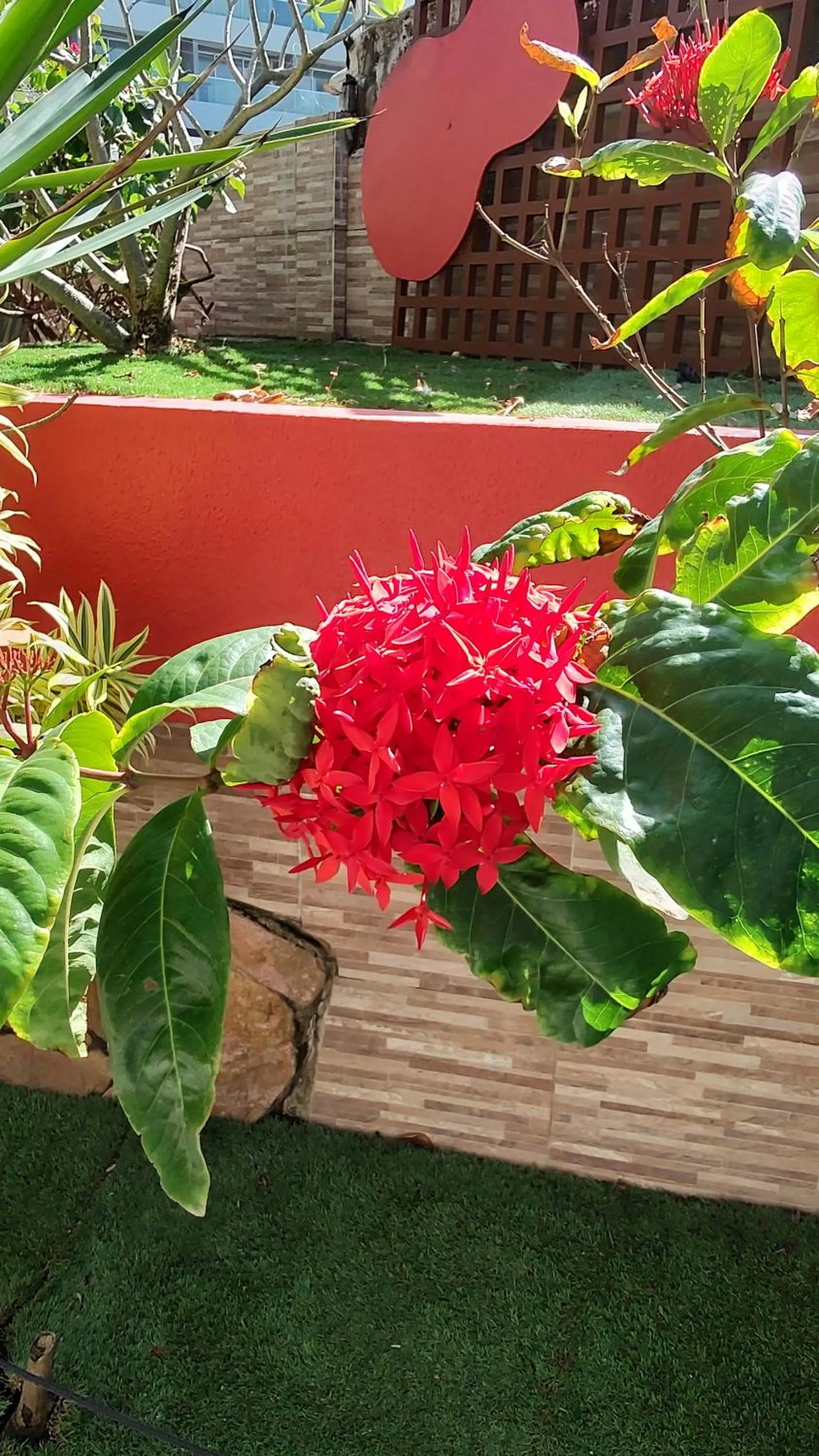 Garden in Hotel Pousada Bossa Nova