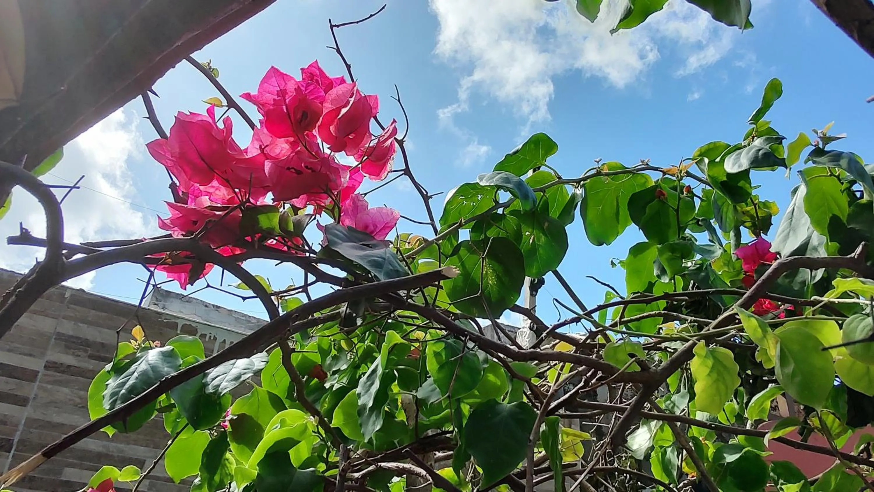 Garden in Hotel Pousada Bossa Nova
