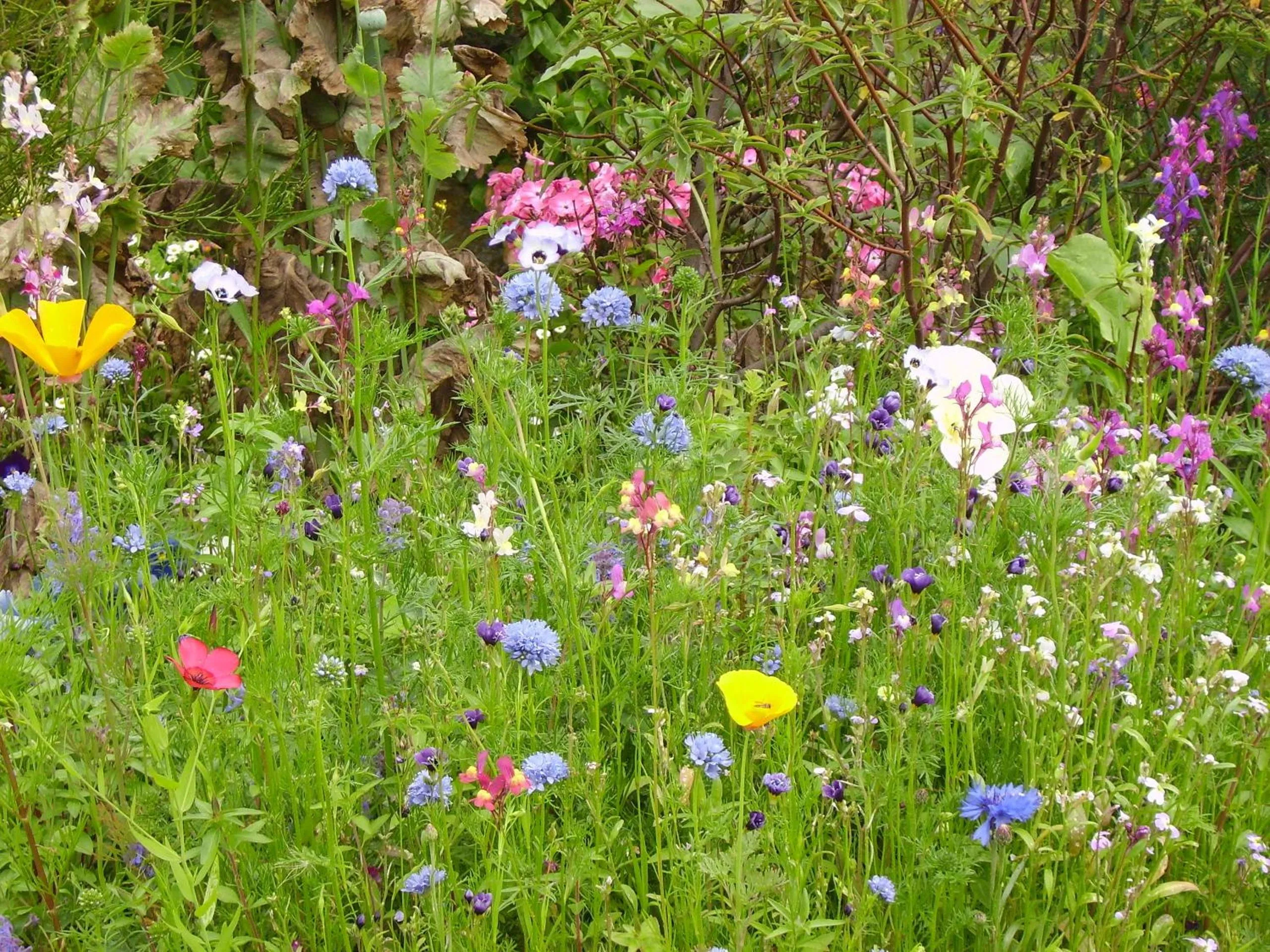 Garden in Thorpe Green House Vegetarian Bed & Breakfast