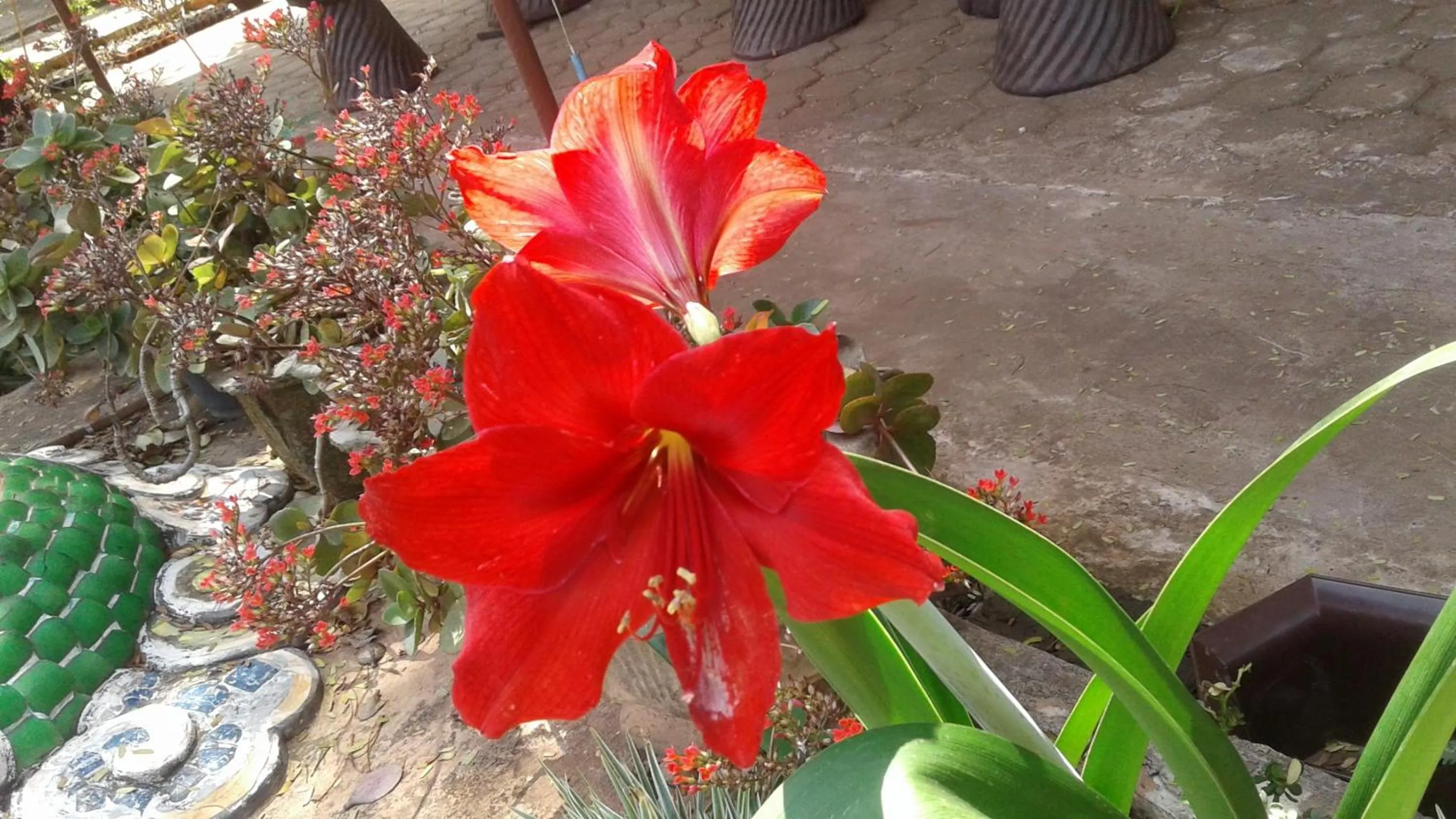 Garden view in Xuanmai Garden Resort