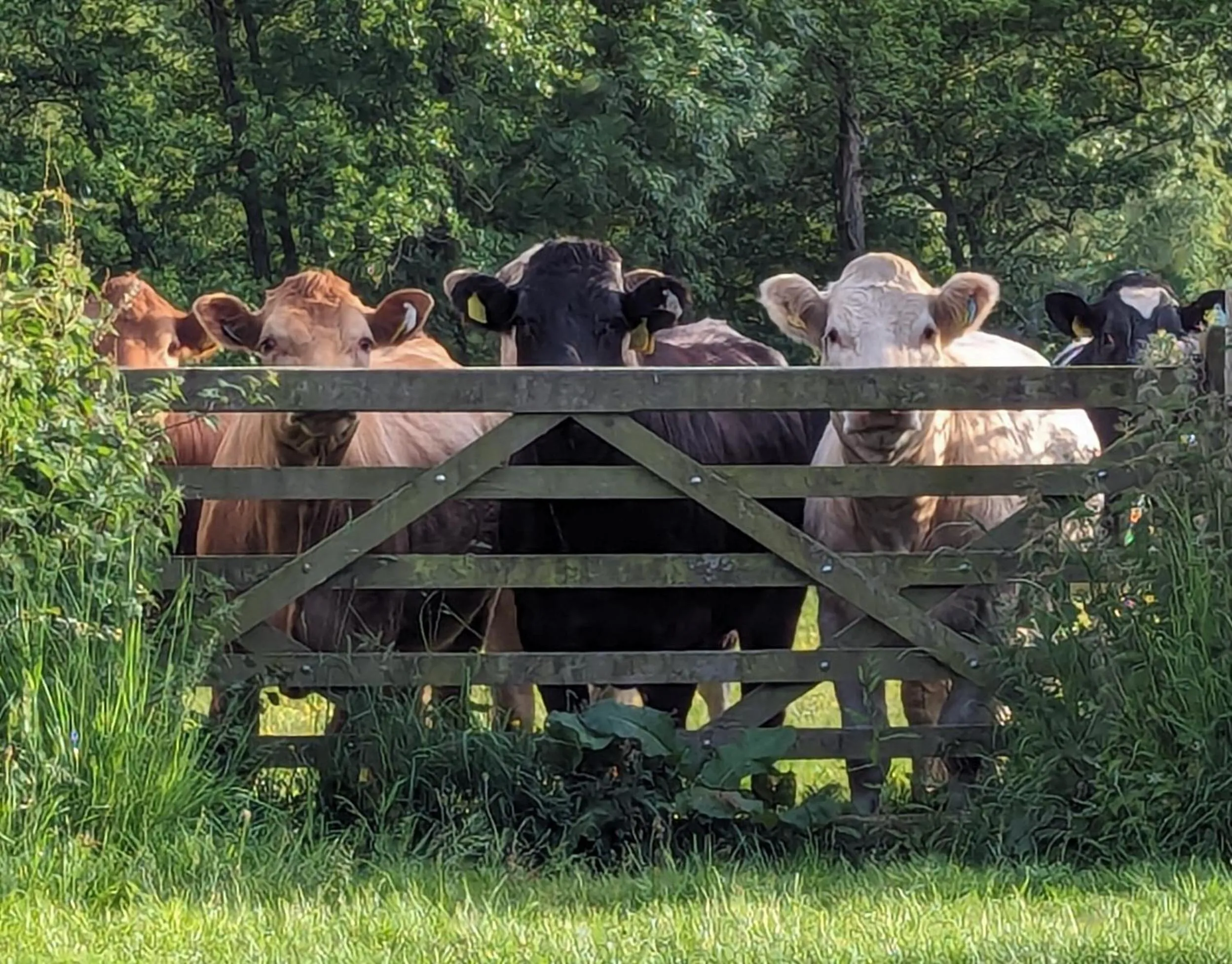 View (from property/room) in The Agents House, Bed & Breakfast