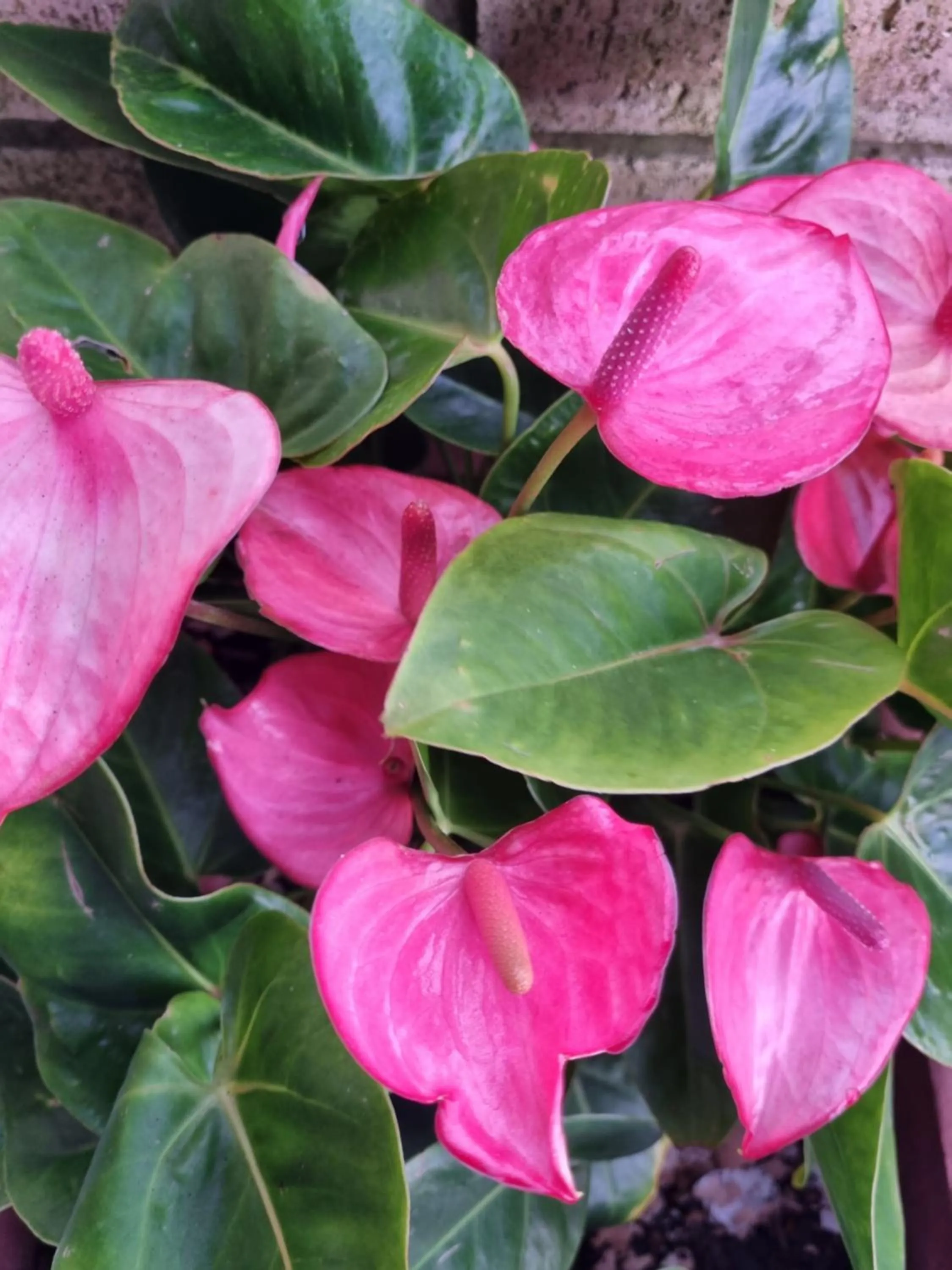 Garden in Villa Majestic for Exclusive Accommodation