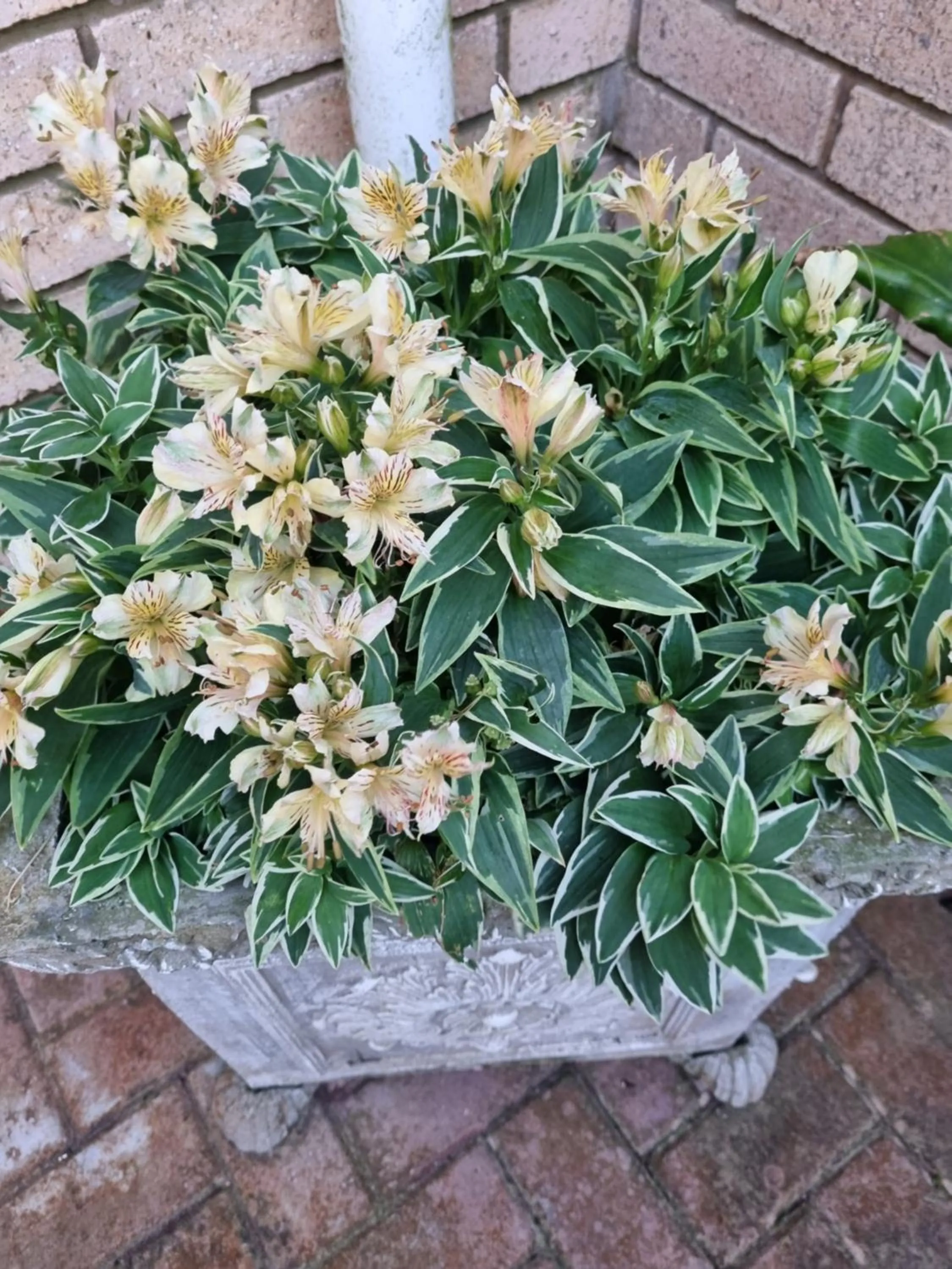 Garden in Villa Majestic for Exclusive Accommodation