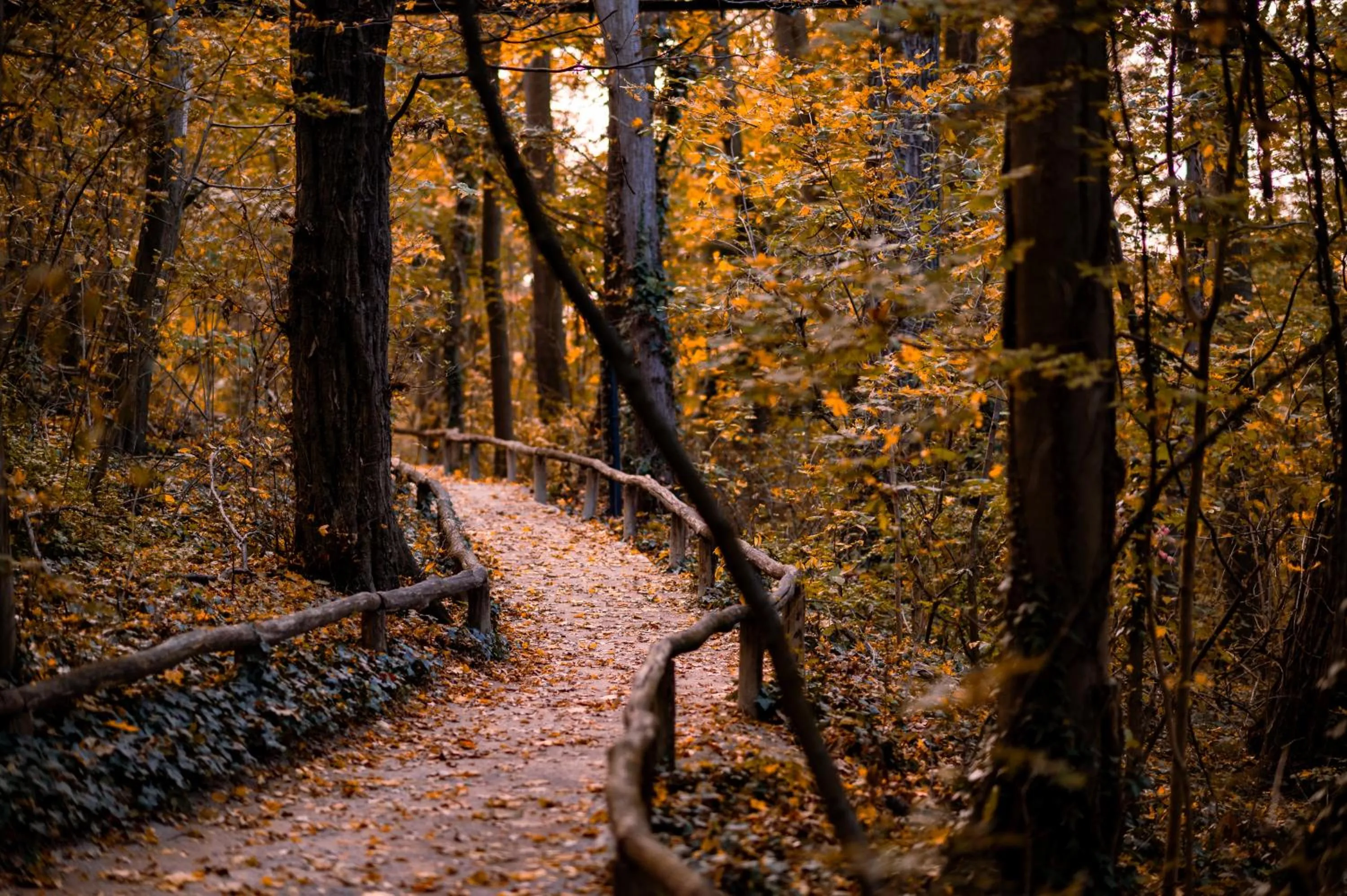 Natural landscape in WELTWIEN Luxury Art Apartments & Free Parking