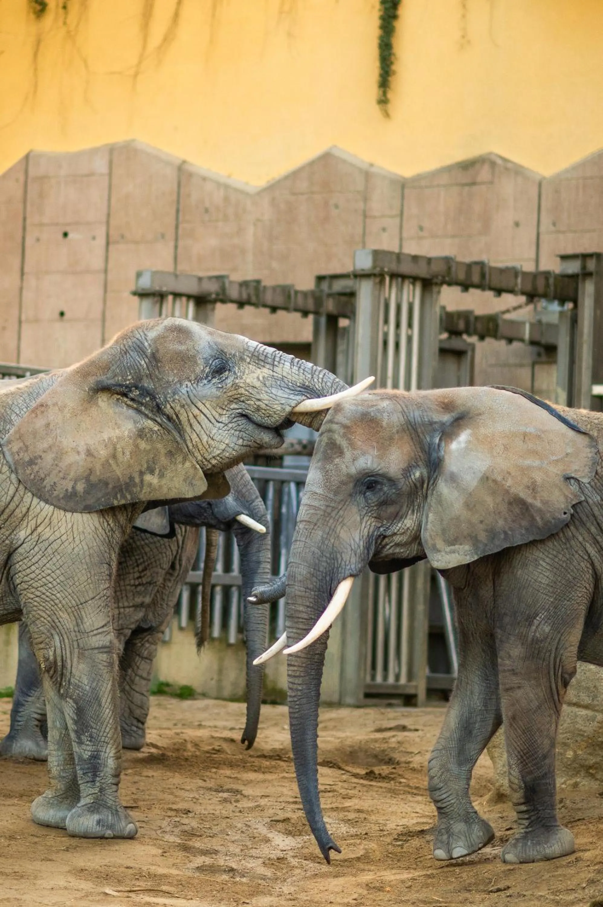 Animals in WELTWIEN Luxury Art Apartments & Free Parking