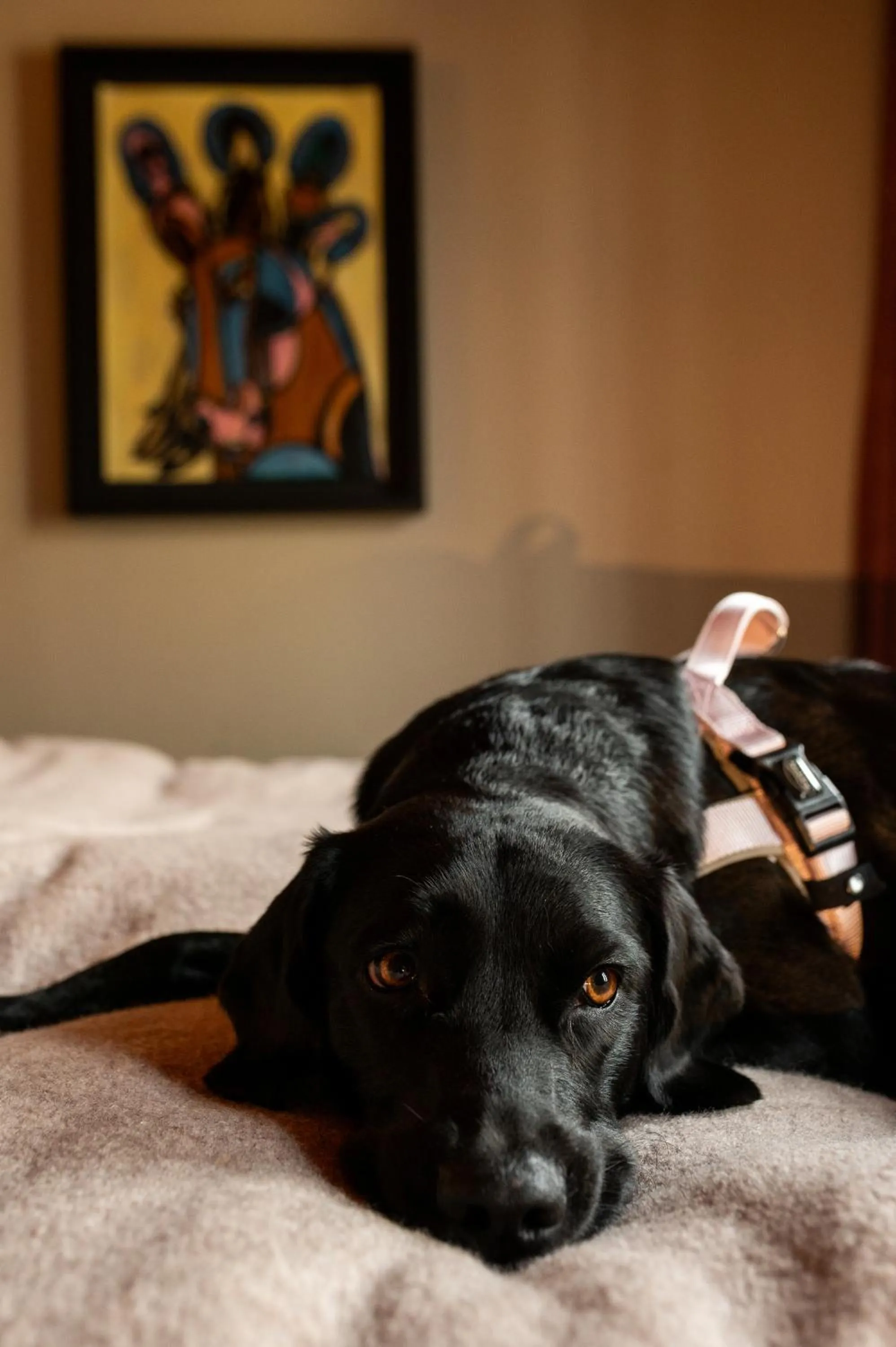 Pets in WELTWIEN Luxury Art Apartments & Free Parking