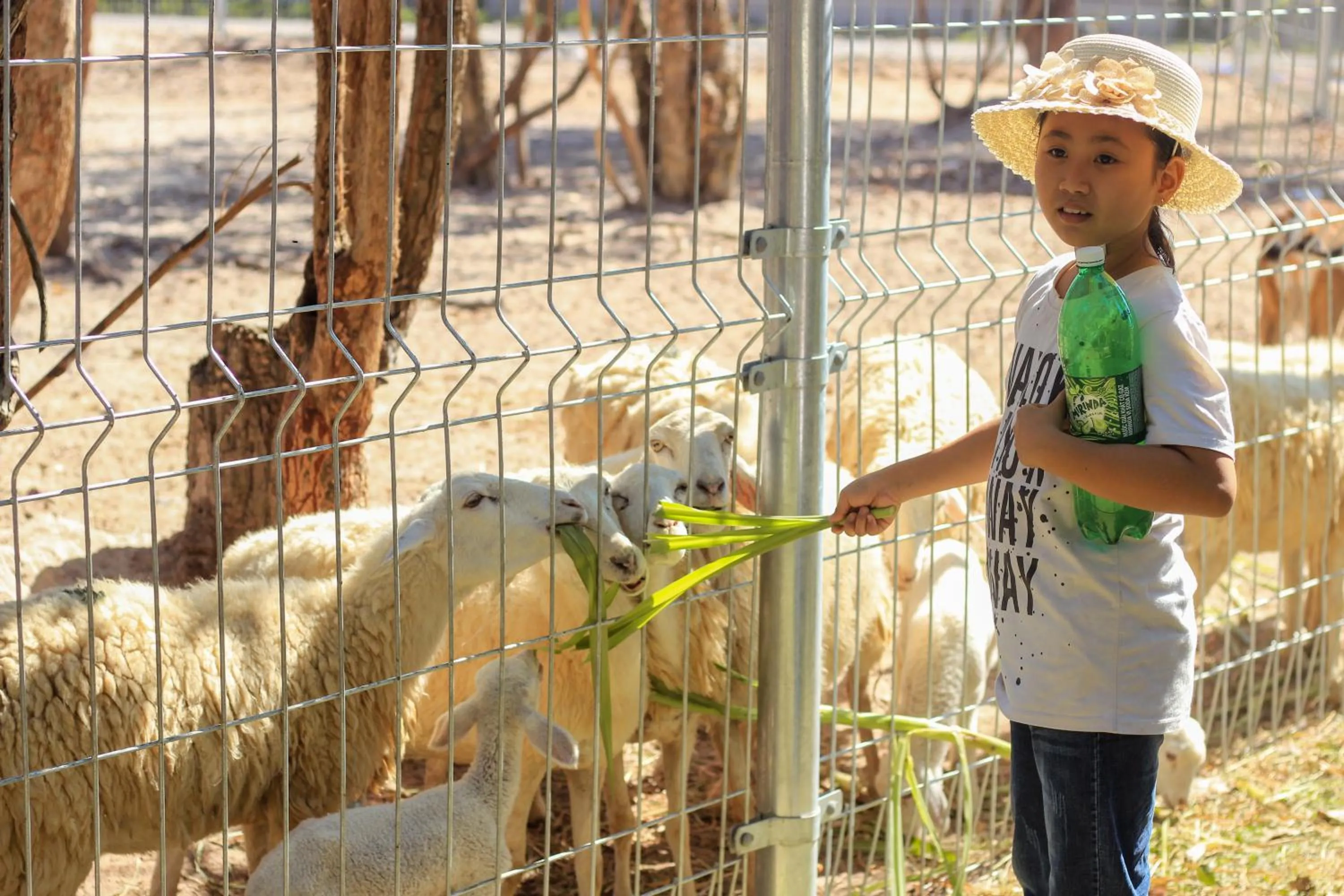 Animals in Minera Hot Springs Binh Chau