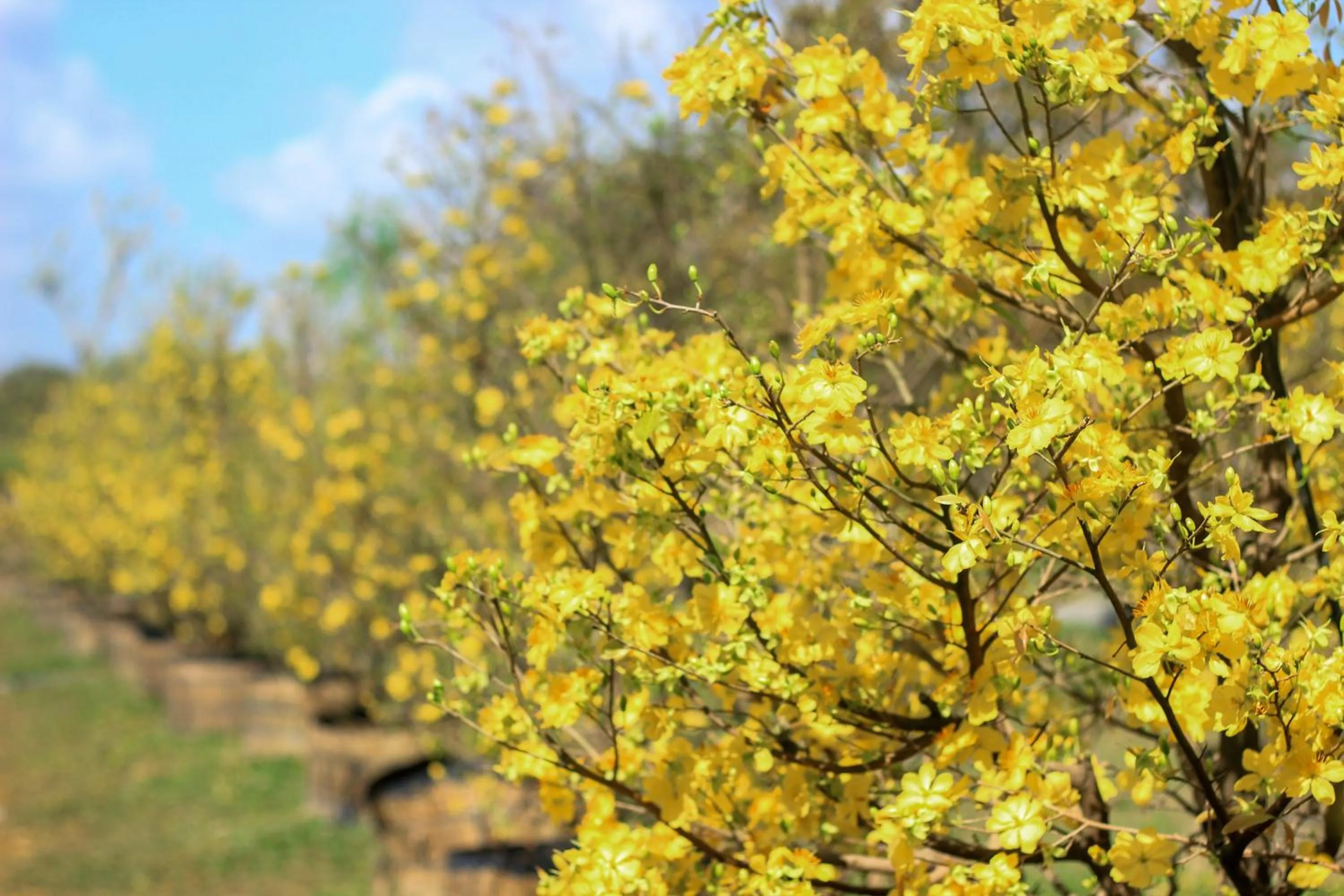 Natural landscape in Minera Hot Springs Binh Chau