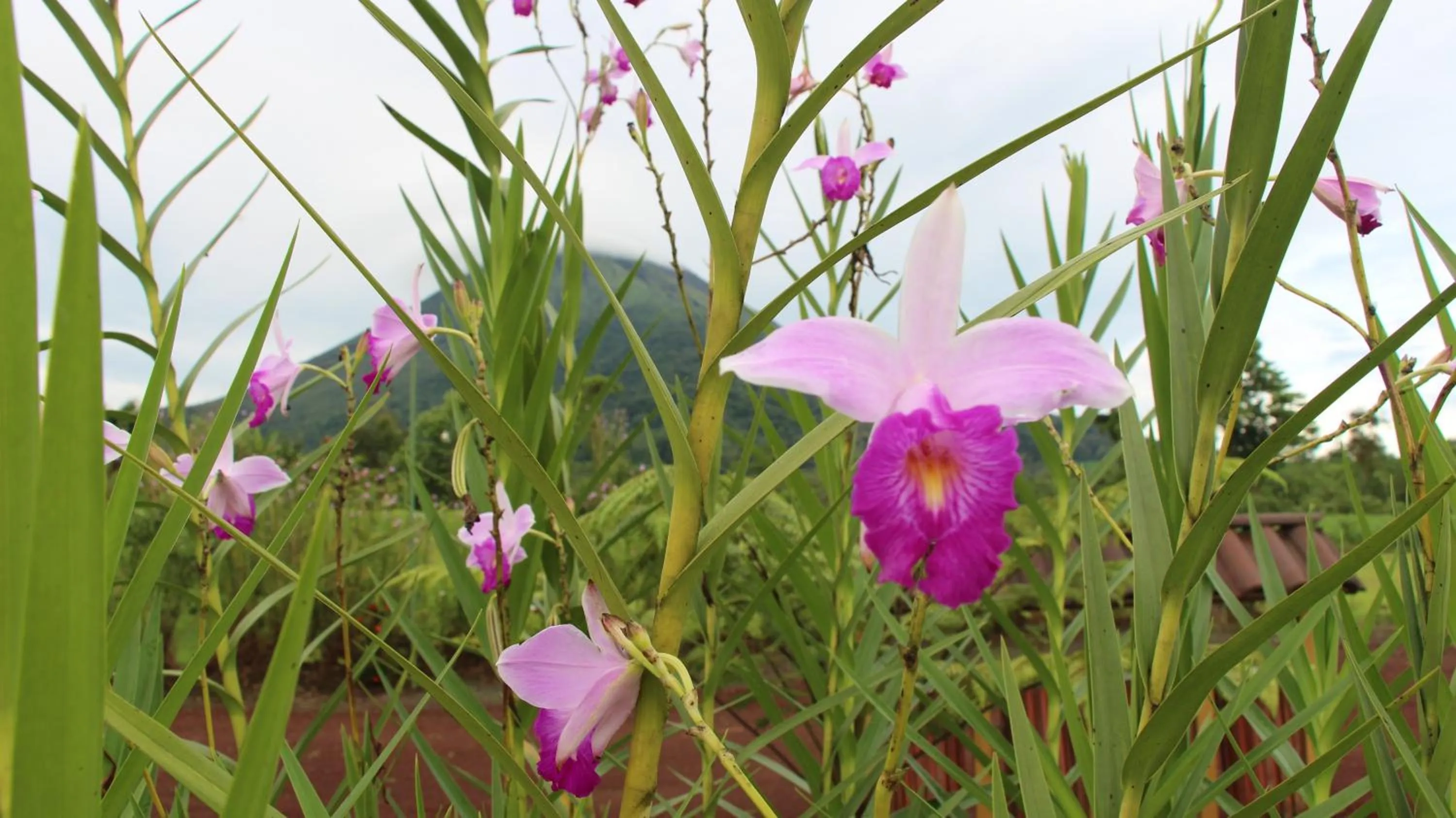 Garden in Hotel La Pradera del Arenal