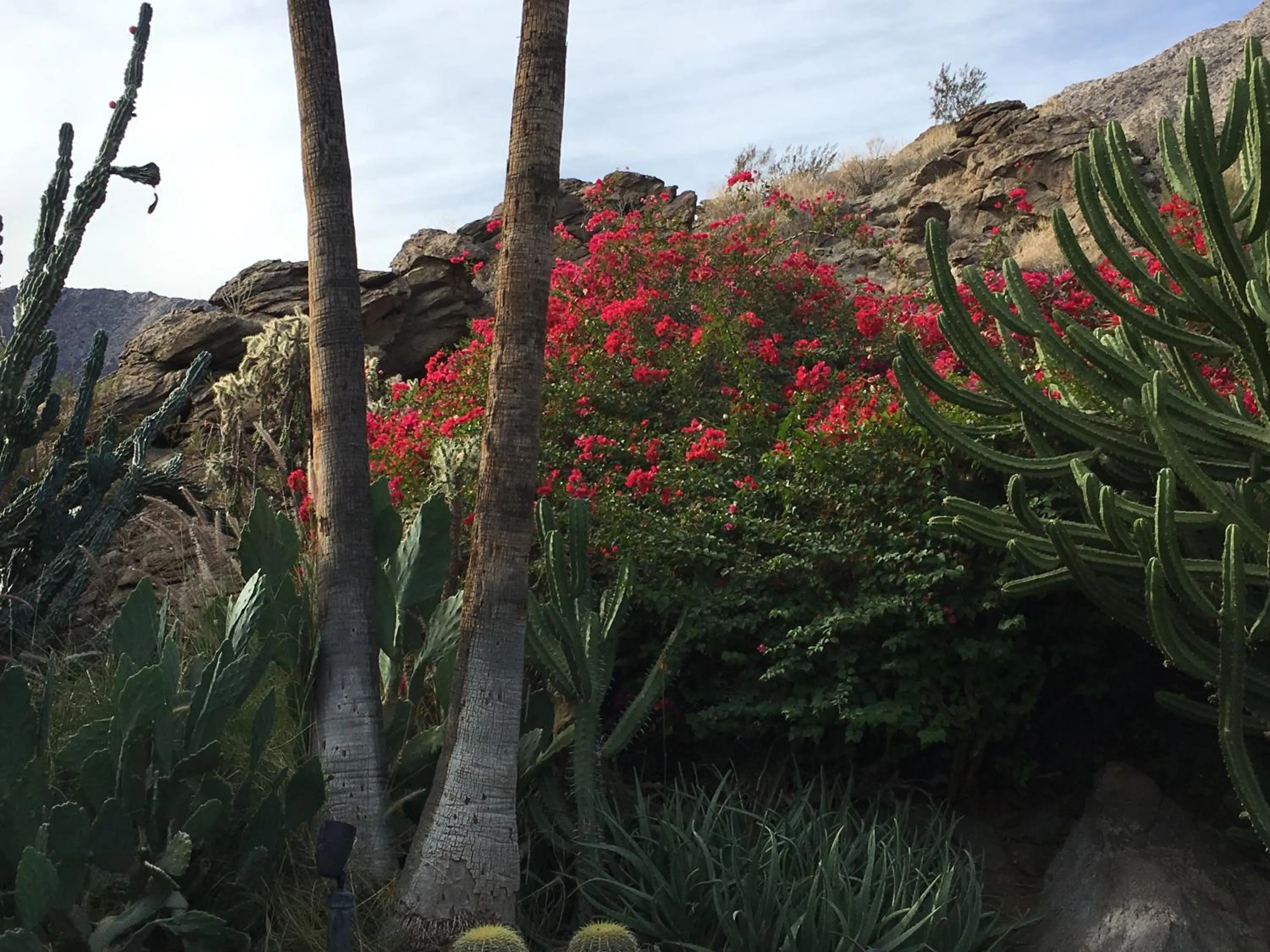 Garden in GetAways at Palm Springs Tennis Club