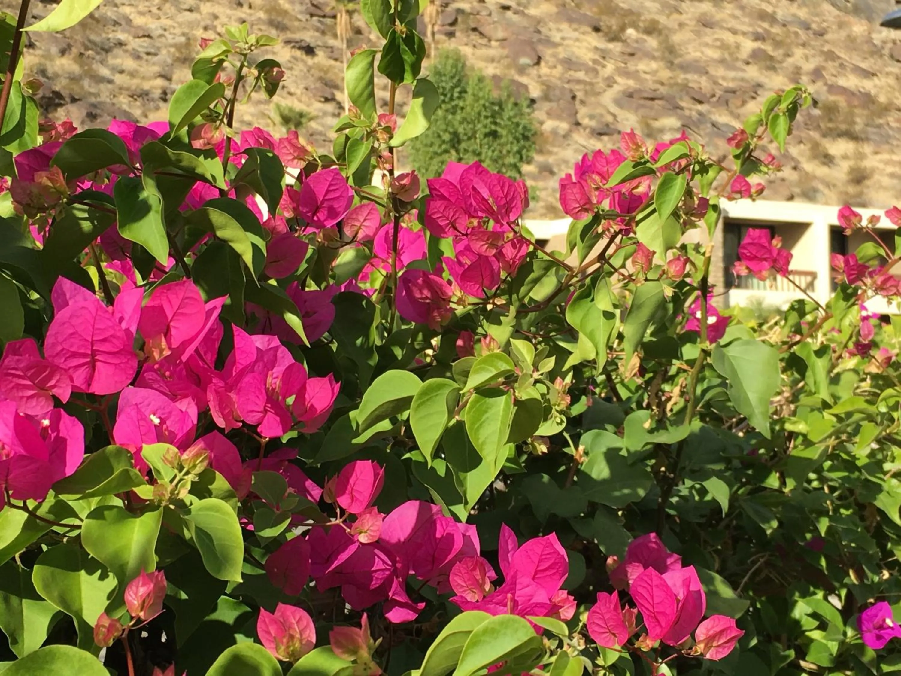 Garden in GetAways at Palm Springs Tennis Club