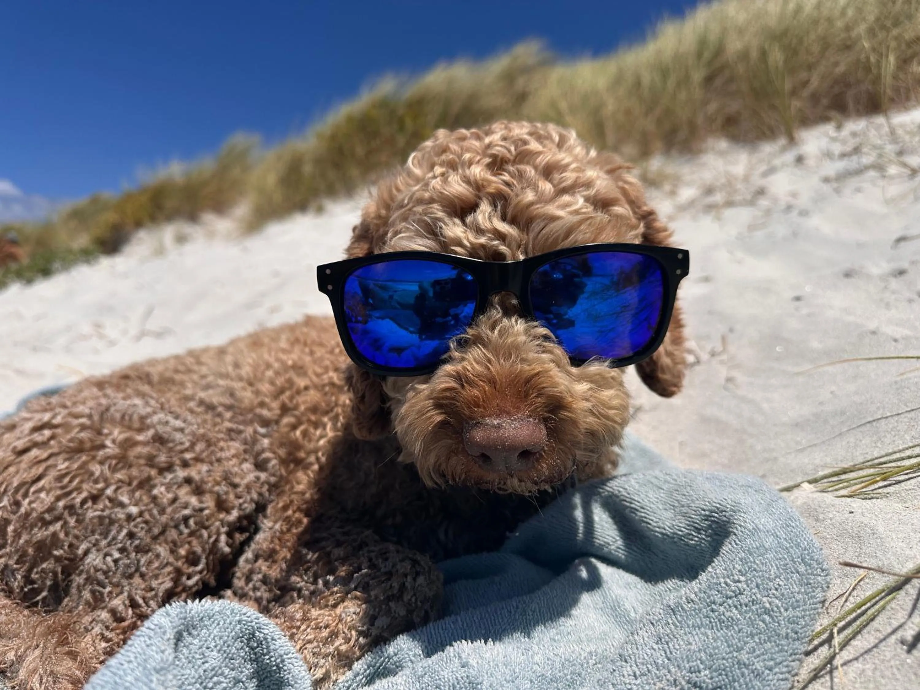 Pets in BIG4 Middleton Beach Holiday Park