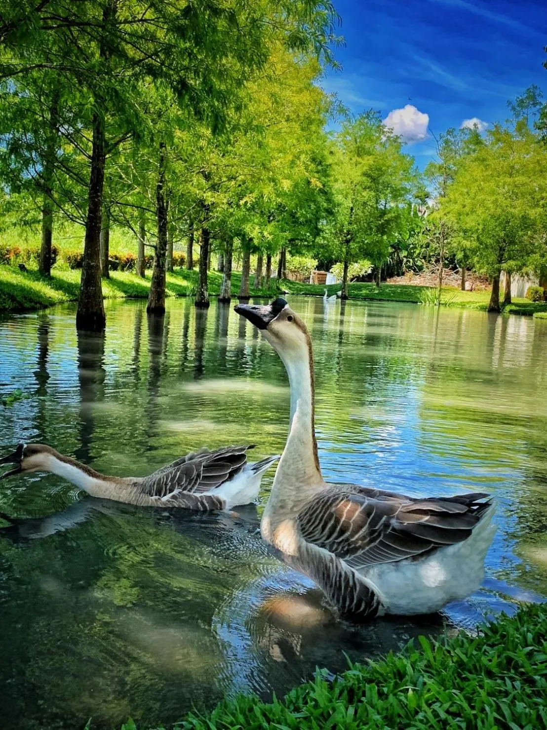 Garden in Bali Lover