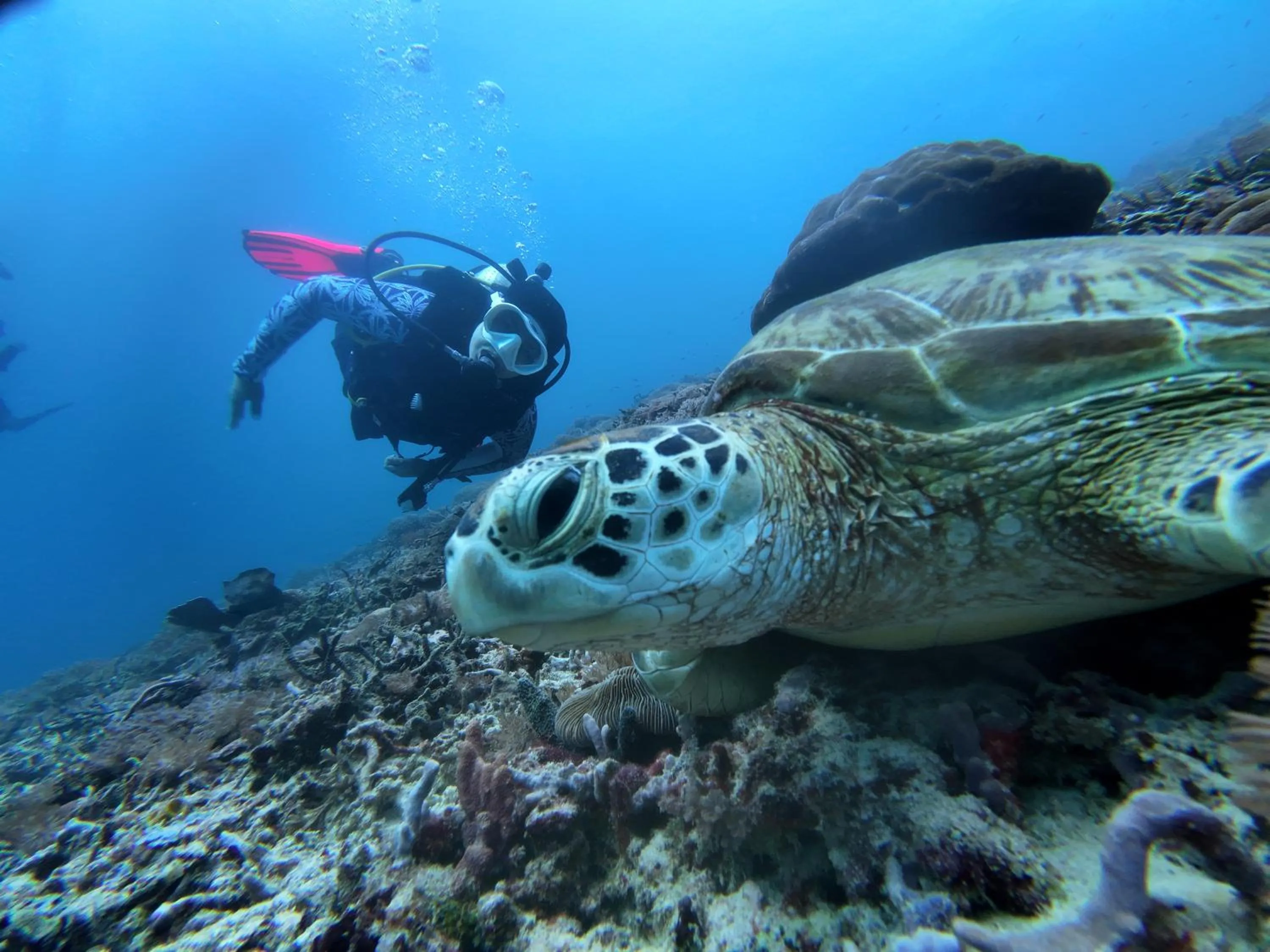 Diving in Pandan Bungalow