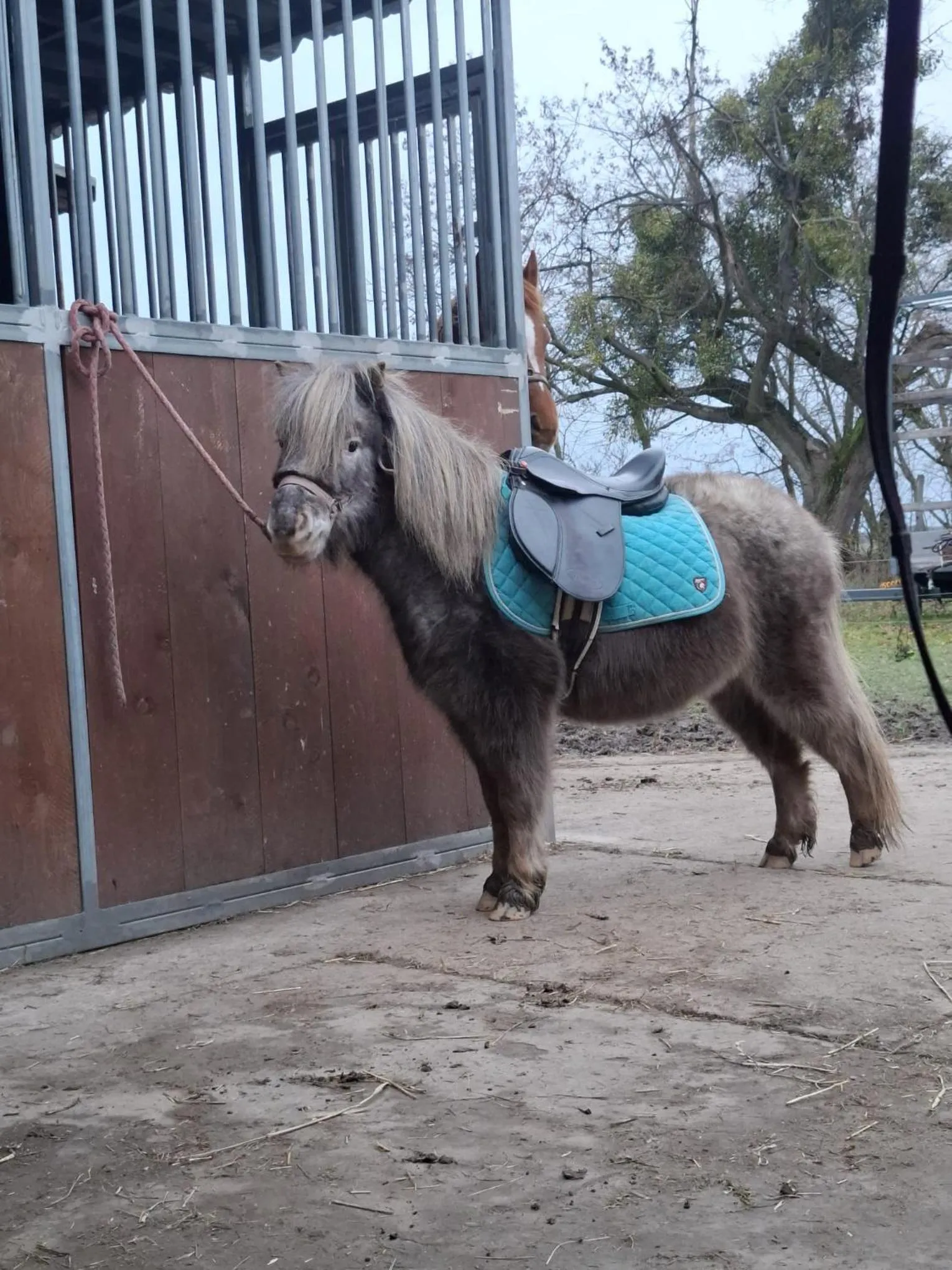 Horse-riding in Hotel Adler