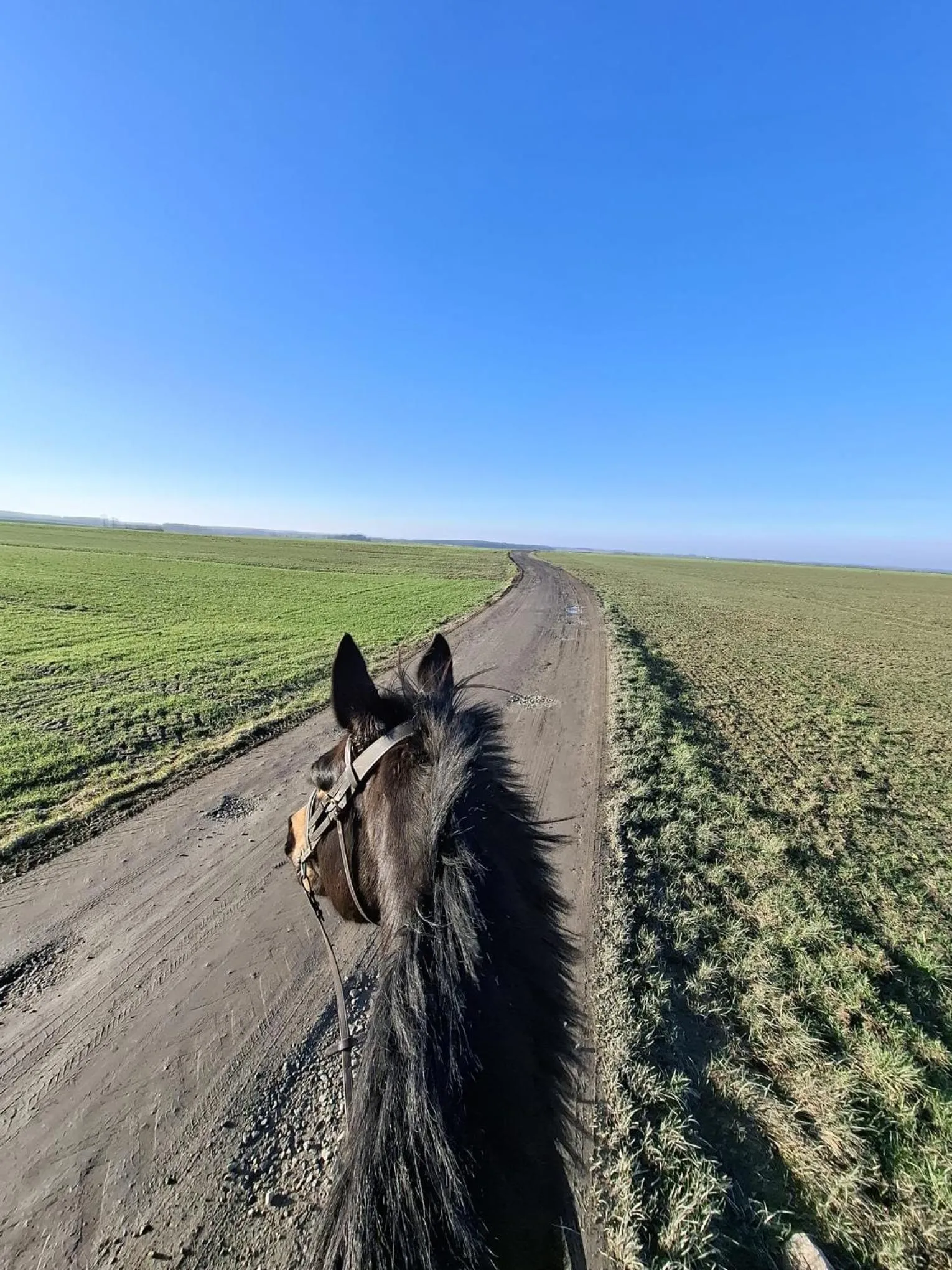 Horse-riding in Hotel Adler