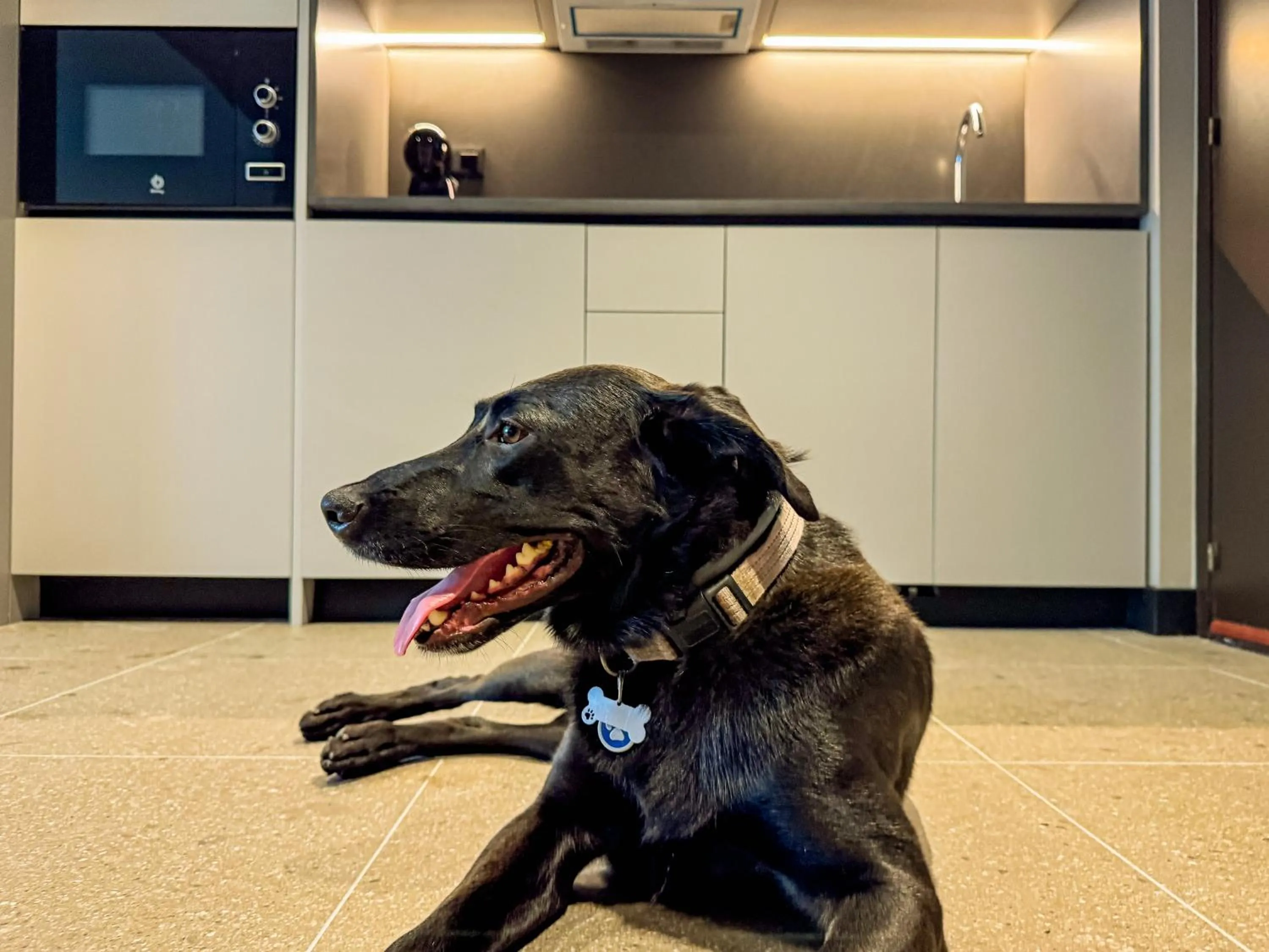 Pets in Hotel Bahía de Vigo