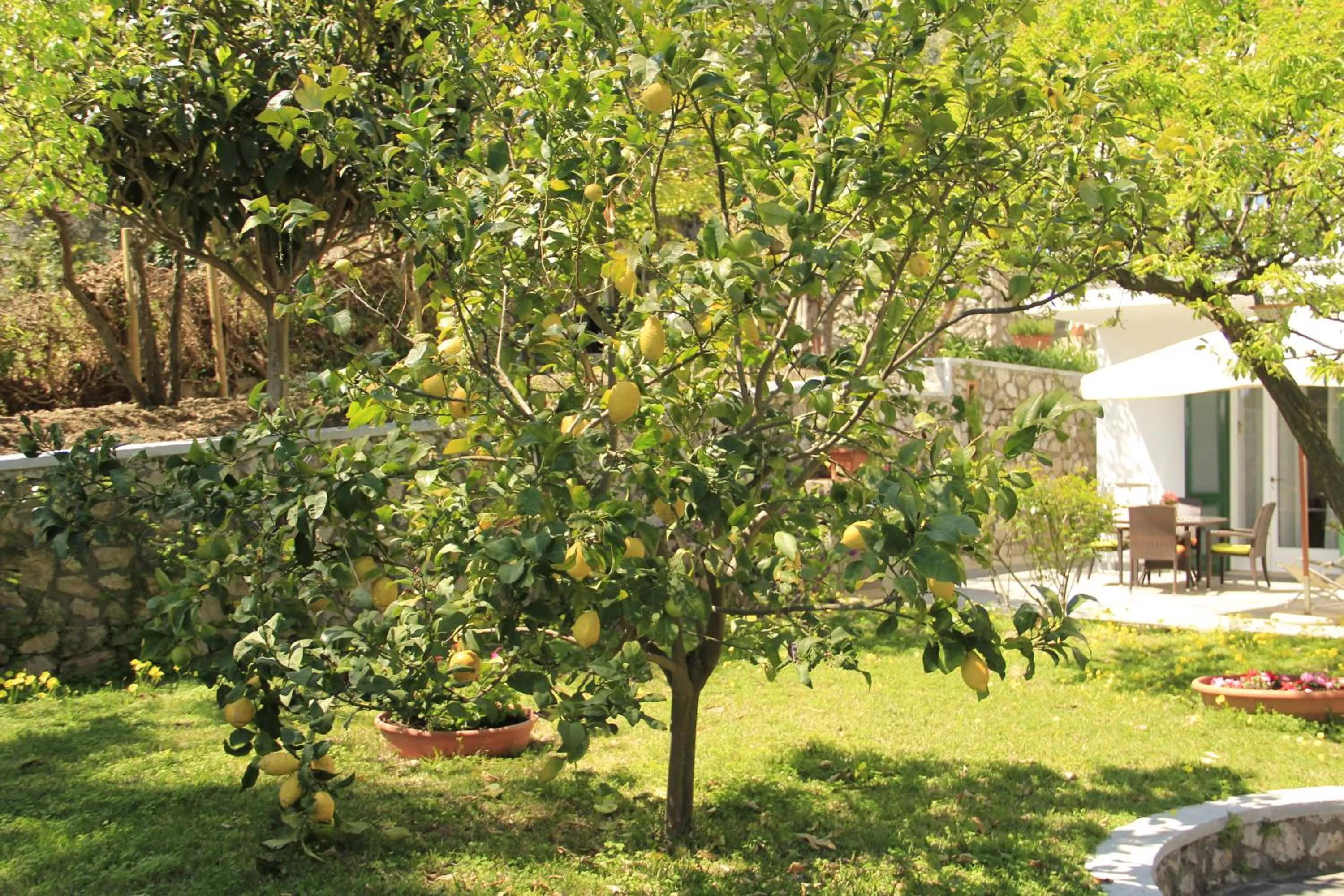 Garden in Casa Augusto B&B