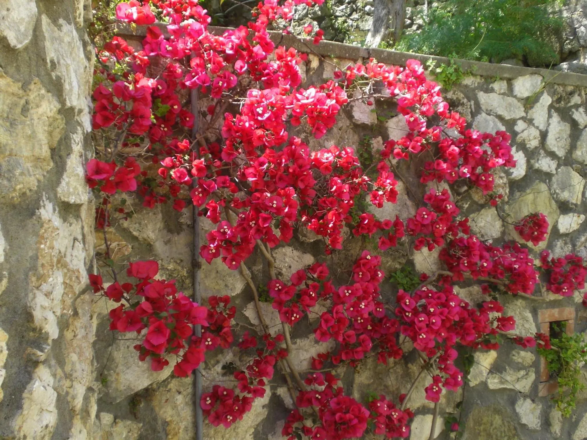 Garden in Casa Augusto B&B
