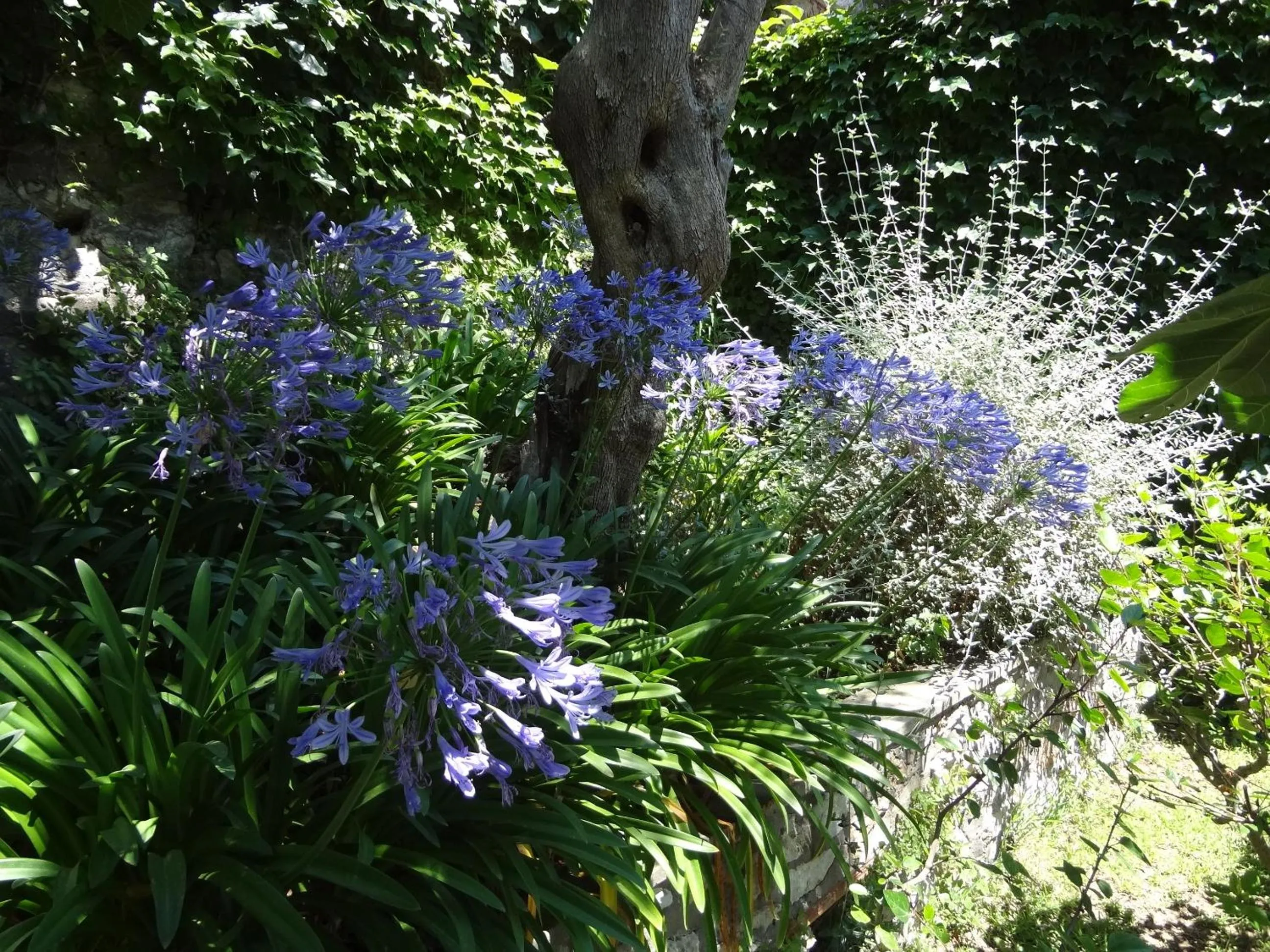 Garden in Casa Augusto B&B