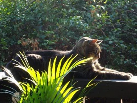 Pets in Casa Alecrim