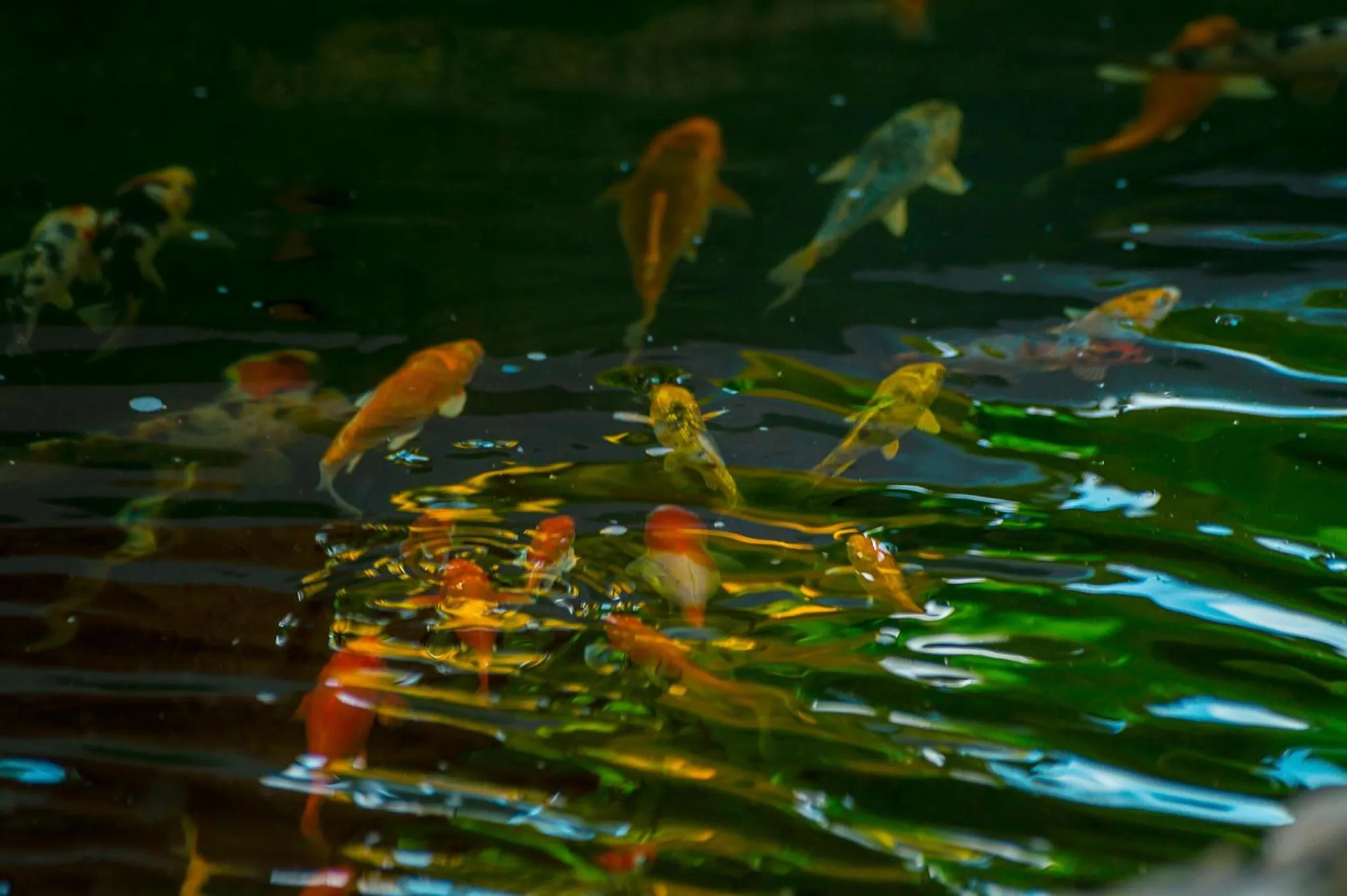 Animals in SBG Resort Lambug