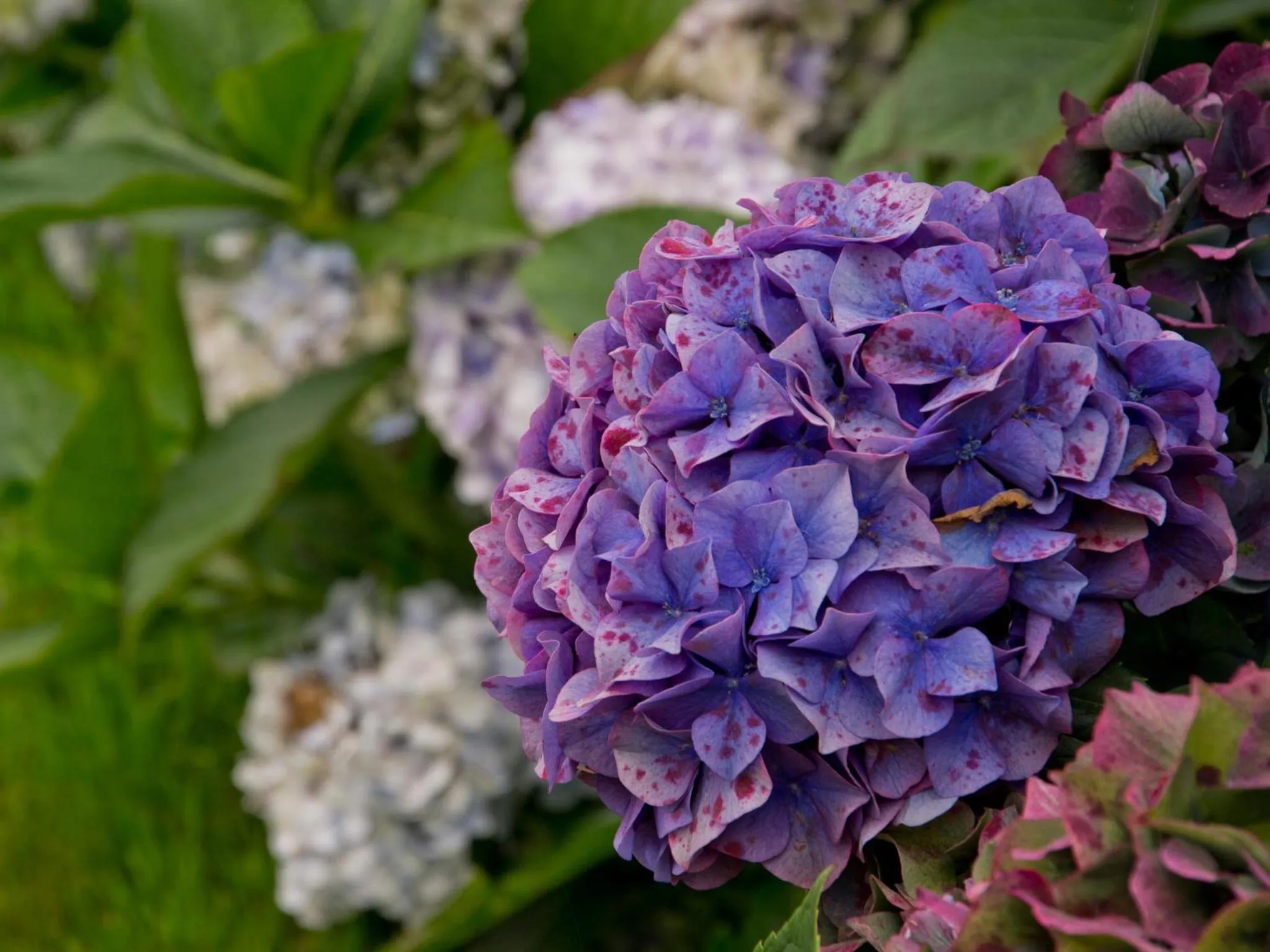 Garden in Châtelet Camelot