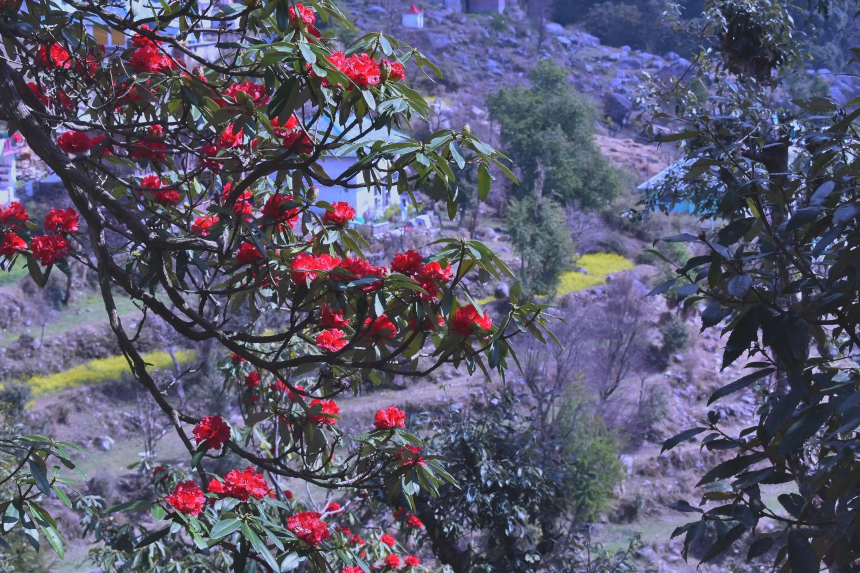 Activities in The Unmad - Dharamkot