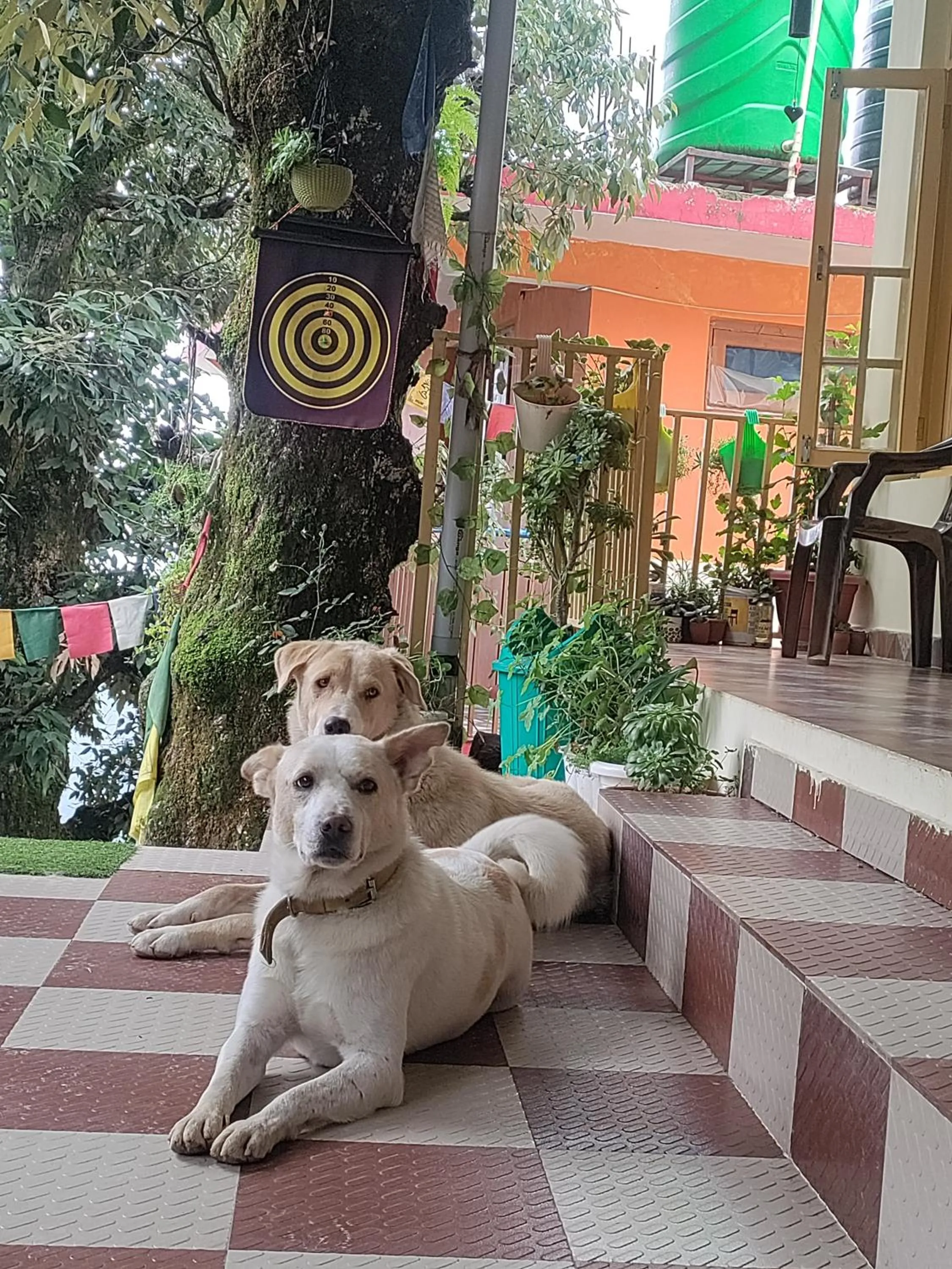 Pets in The Unmad - Dharamkot