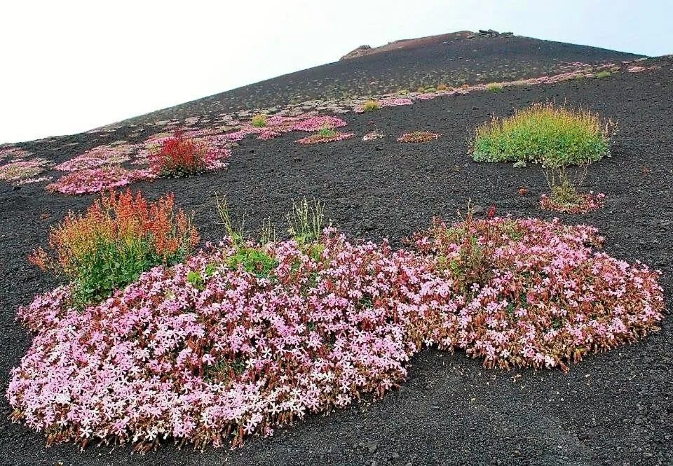 Natural landscape in Bellini Home B&B