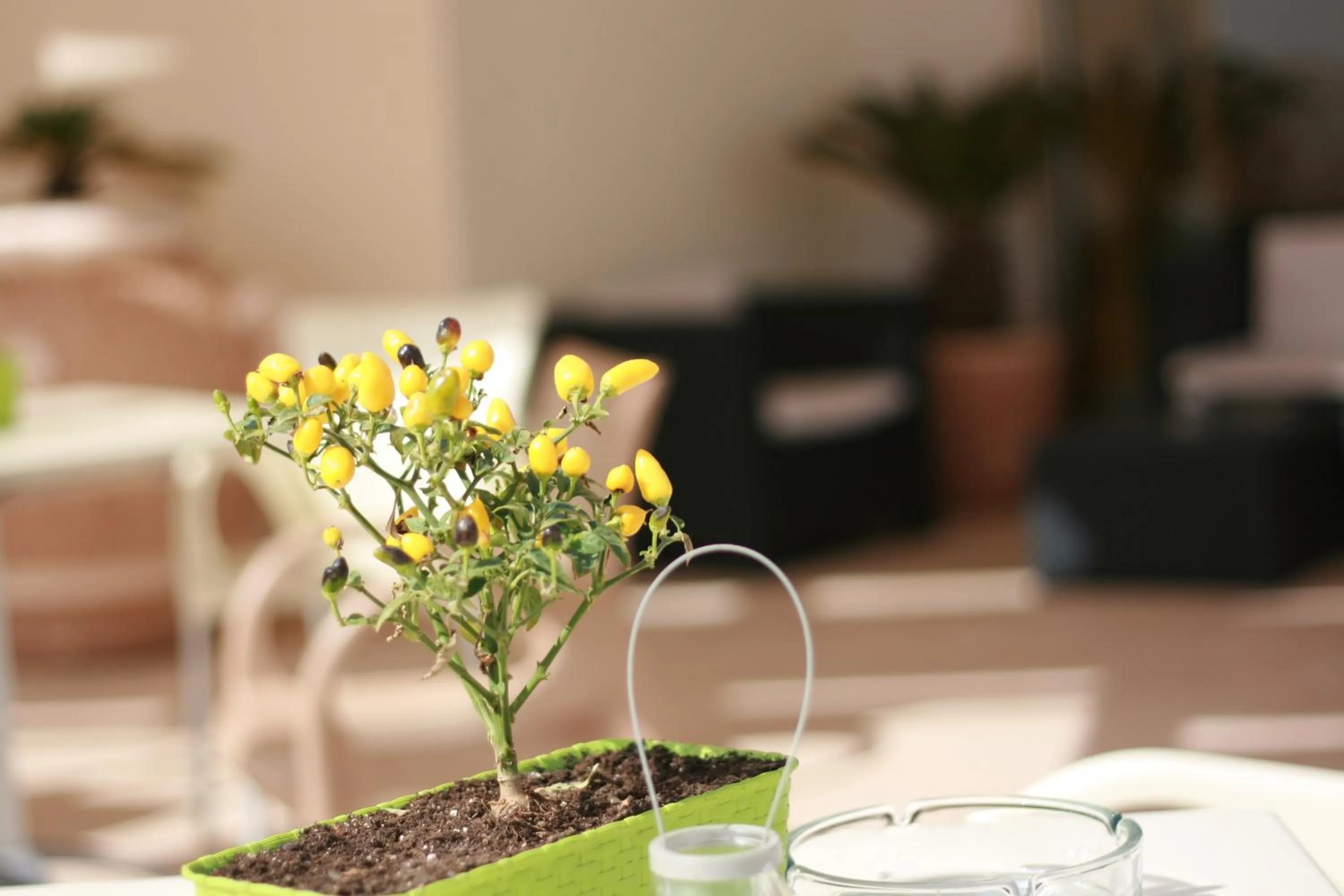 Lounge or bar in Hotel Sole