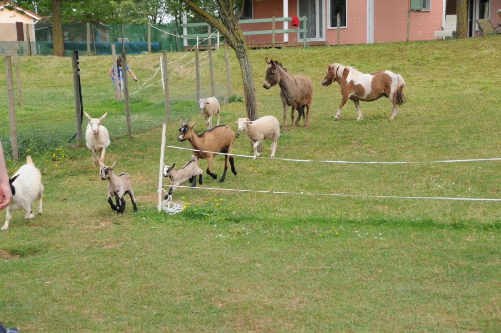 Animals in Le Hameau des Genets